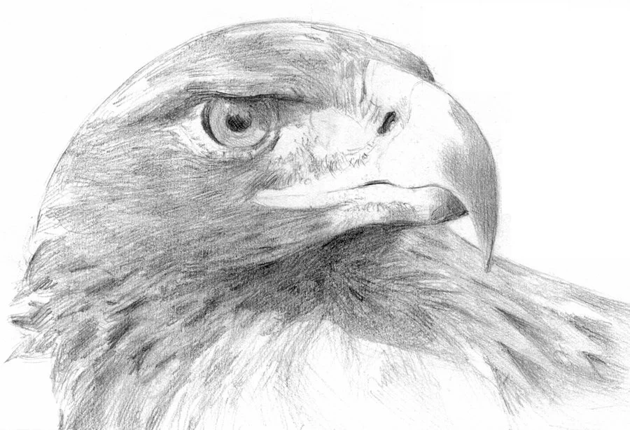 eagle in pencil.jpg