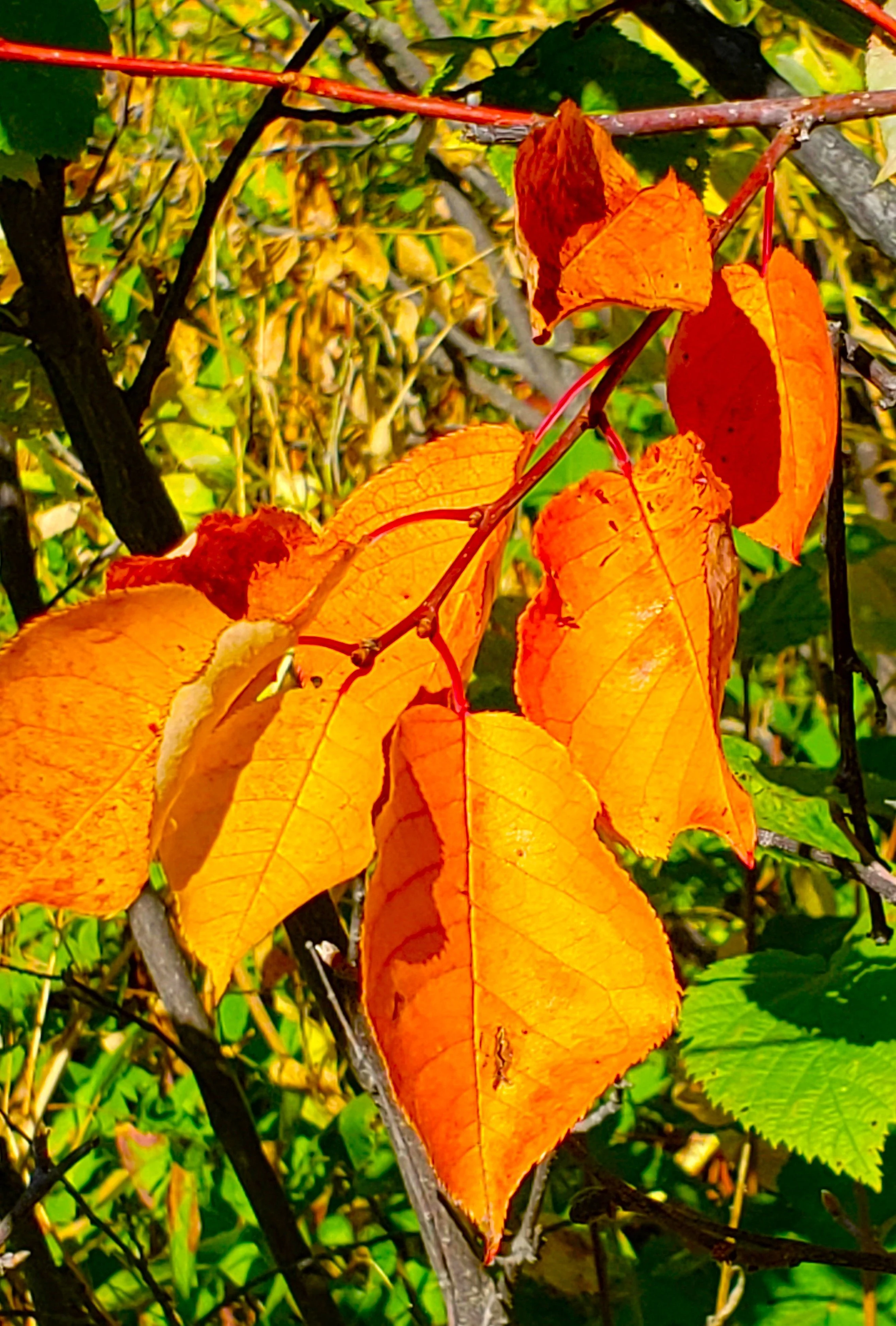 Fall Leaves a.jpg