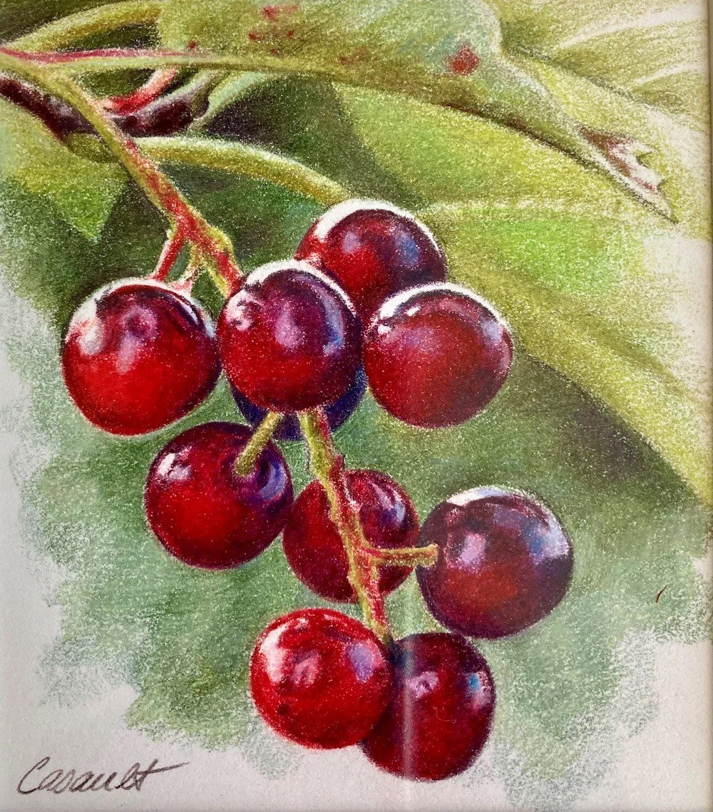 Coloured Pencil – Nature on a Small Scale with Susan Casault, Wednesdays March 4 – April 8, 2026, 9am-12pm