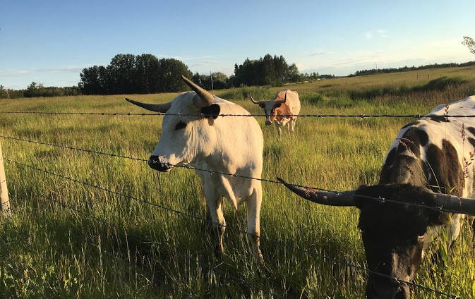  Alberta Longhorn 