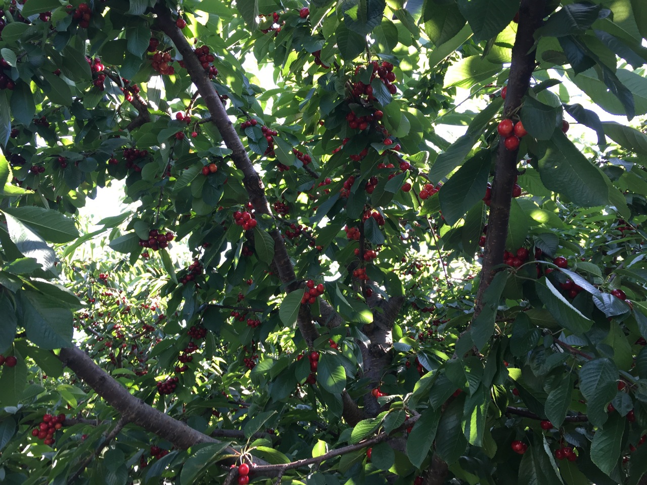 There are an abundance of cherry trees along the route in Oliver.