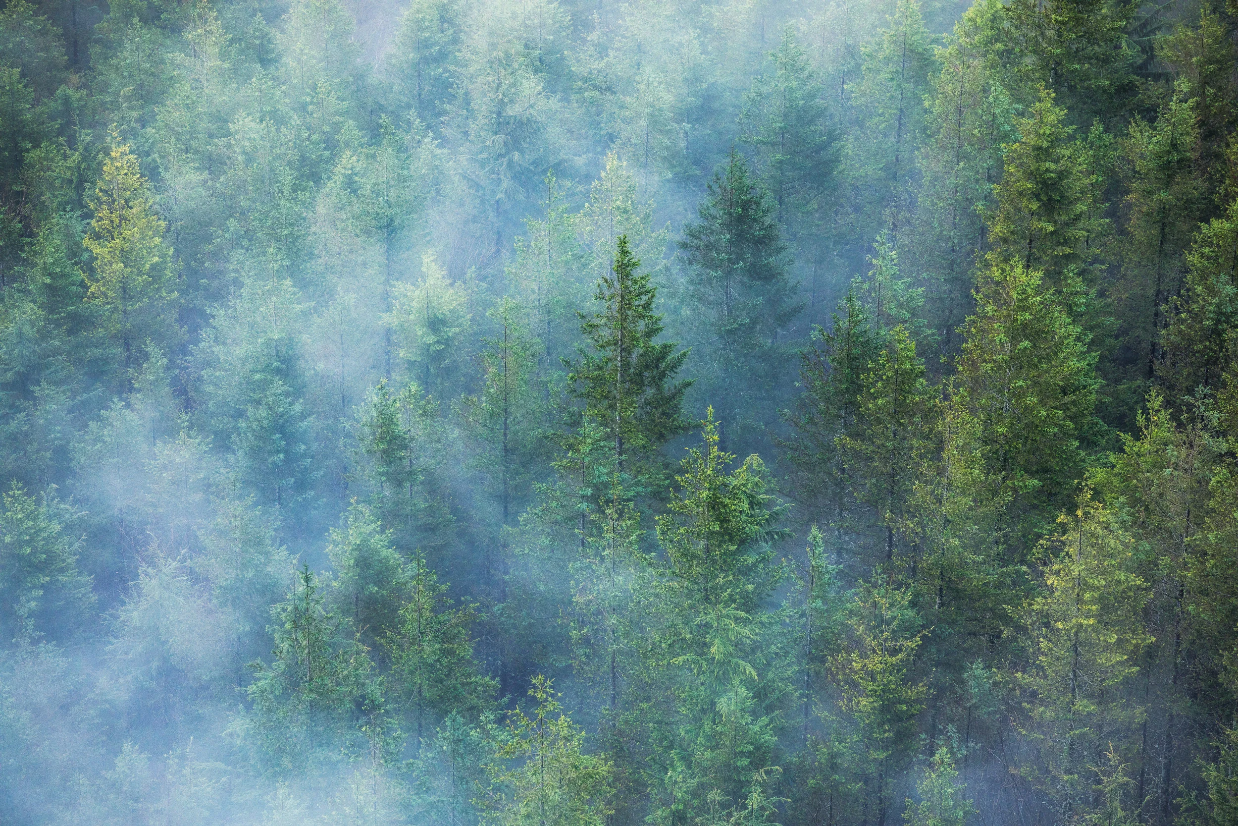 Fog and Trees at Rattlesnake Ledge in Washington by Michael Matti.jpg