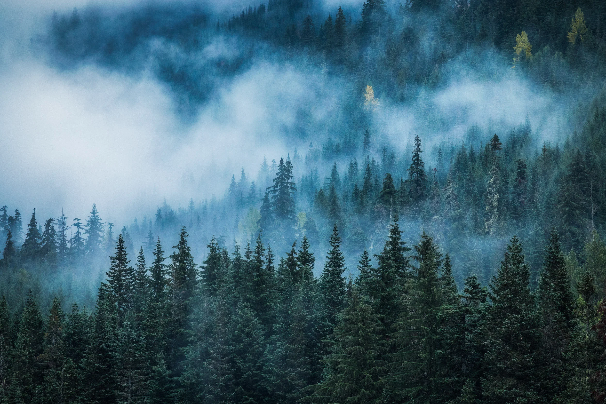 Moody Forests on I-90 in Washington 2 by Michael Matti.jpg