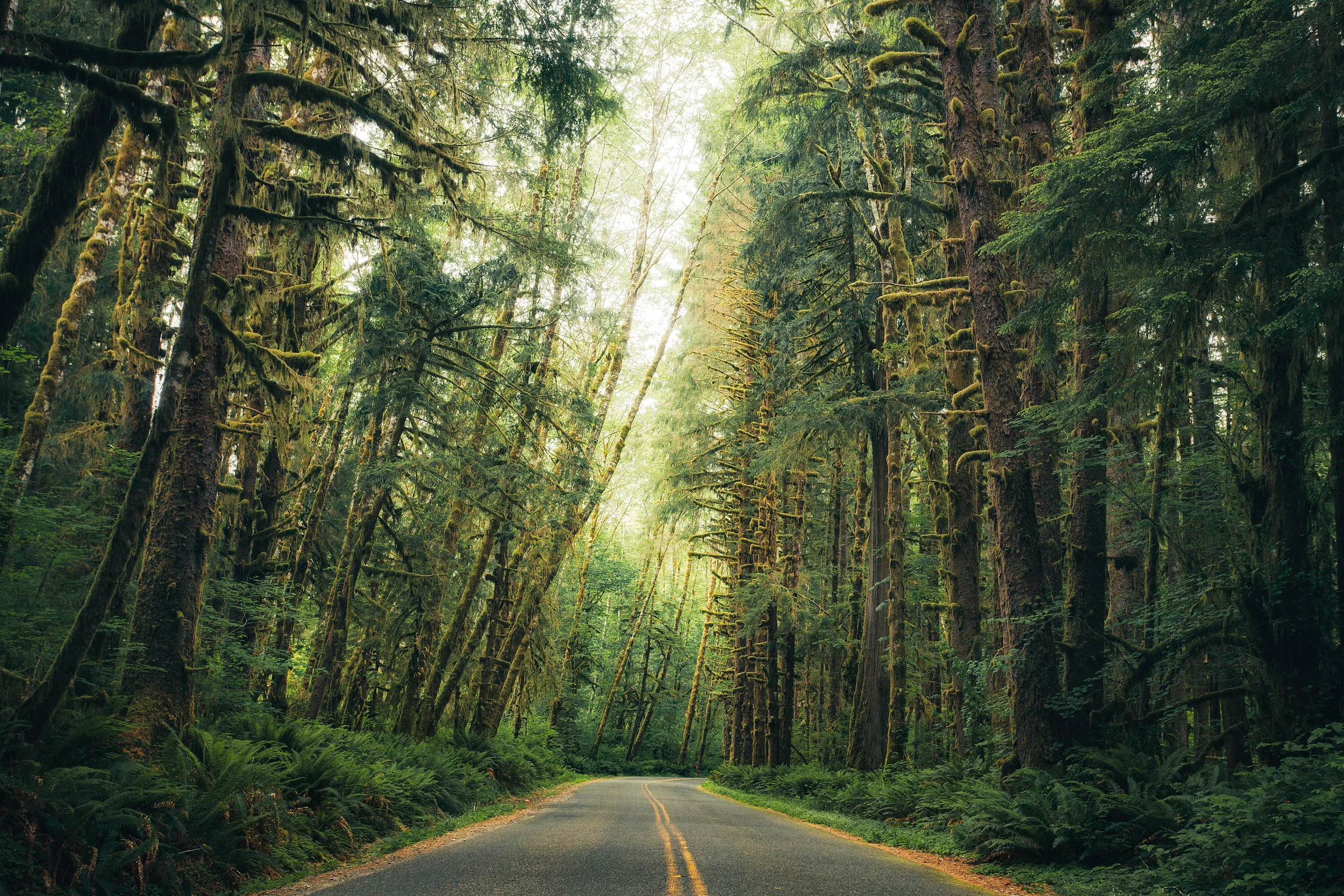 Olympic National Park road by Michael Matti.jpg