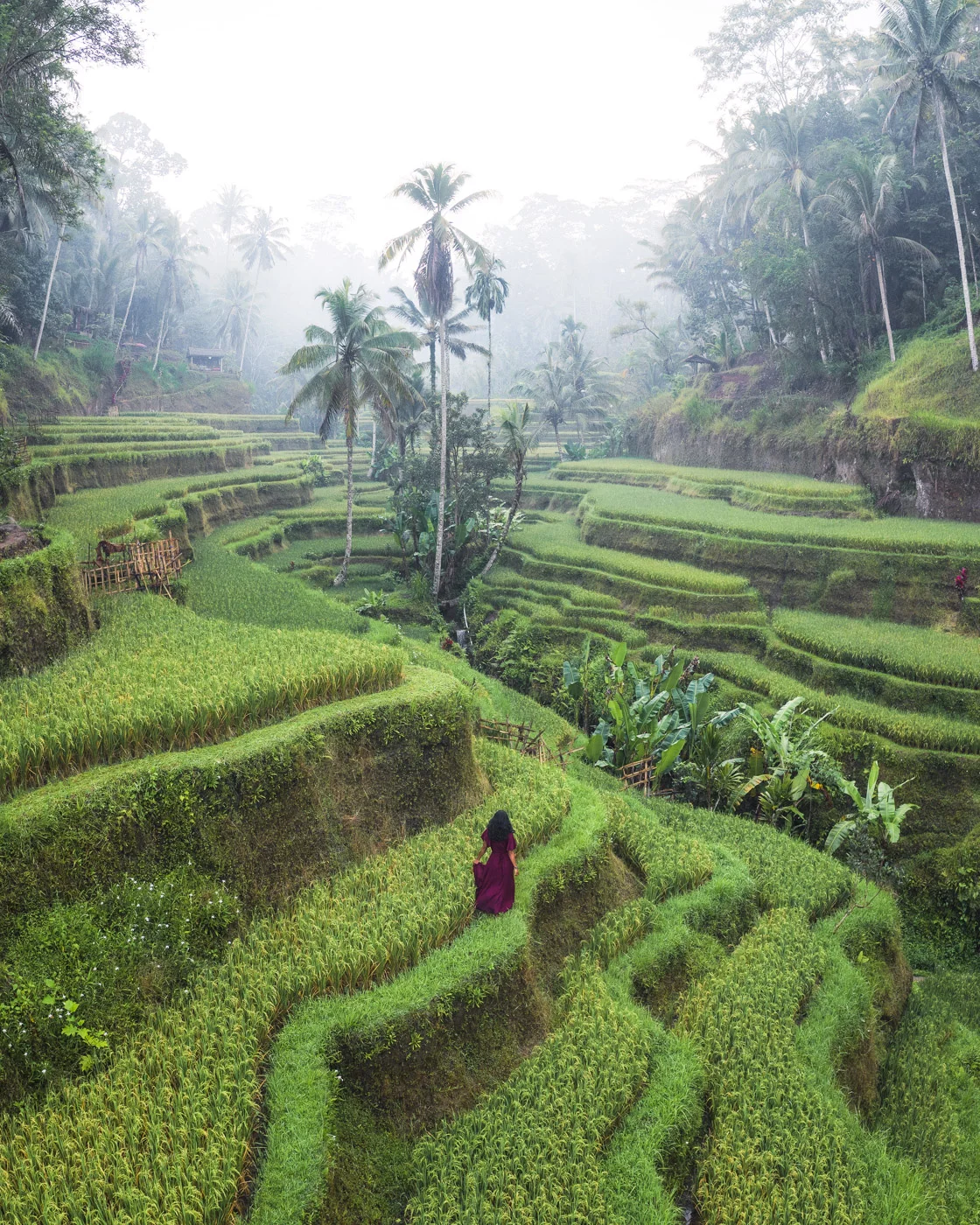 Priya at Tegalallang Rice Terraces in Bali by drone 2 by Michael Matti.jpg