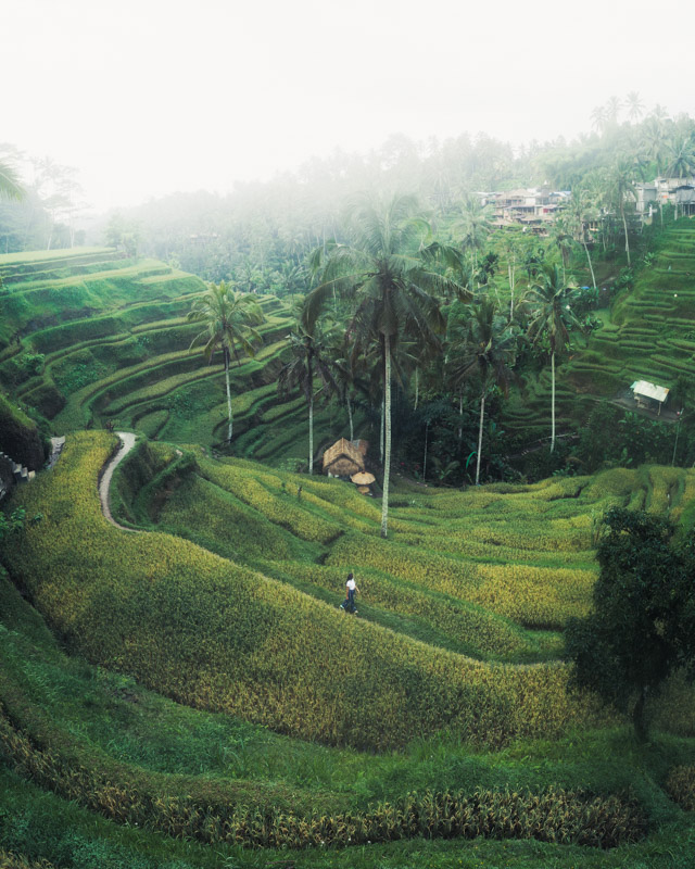 Chelsea at Tegallalang Rice Terraces in Bali Indonesia Drone Pano 3 by Michael Matti.jpg