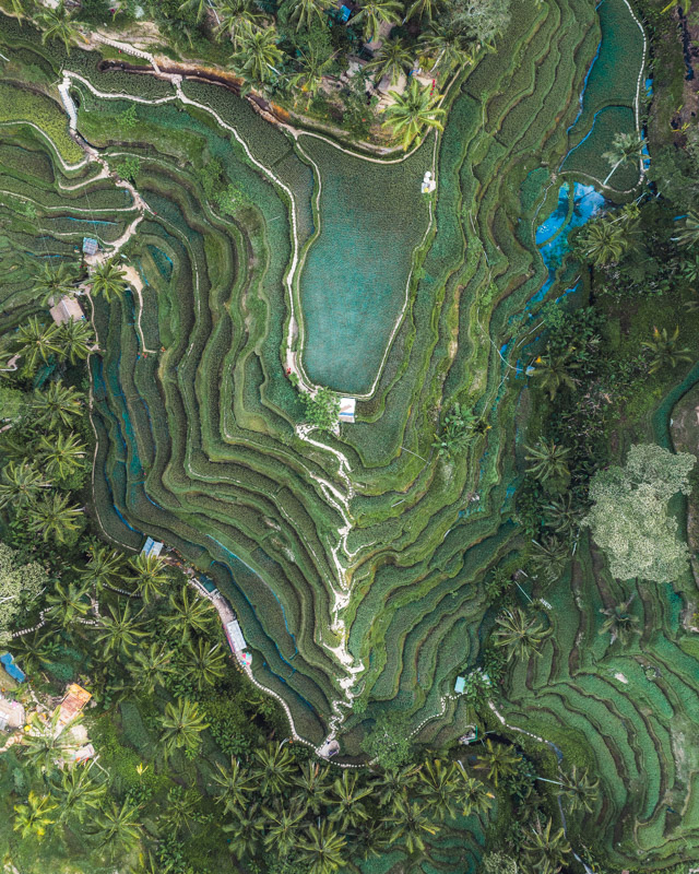 Tegalallang Rice Terraces with a drone by Michael Matti.jpg