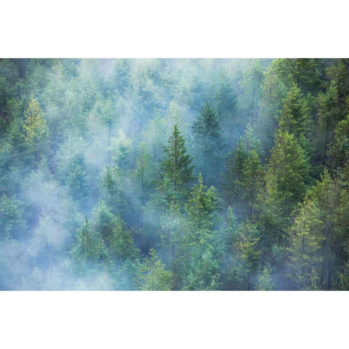 Fog and Trees at Rattlesnake Ledge in Washington by Michael Matti.jpg
