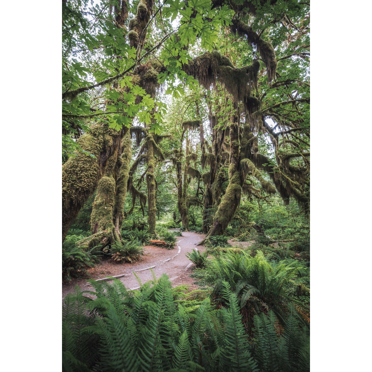 Hall of Mosses Trail in the Hoh Rainforest on the Olympic Peninsula by Michael Matti.jpg