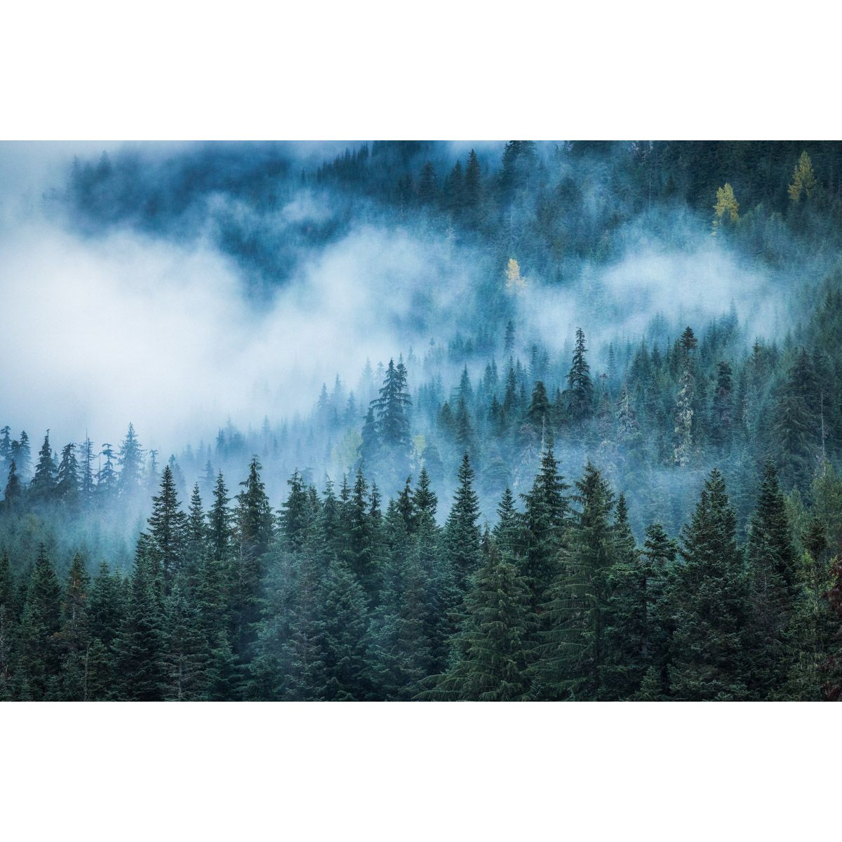 Moody Forests on I-90 in Washington 2 by Michael Matti.jpg