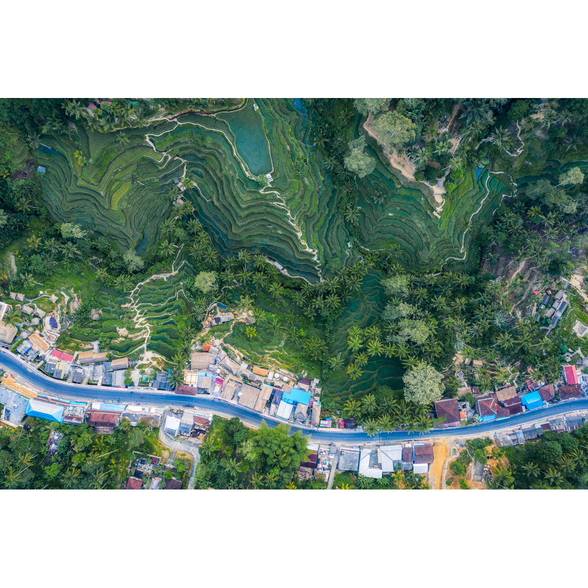 Tegalallang Rice Terraces with a drone 2 by Michael Matti.jpg