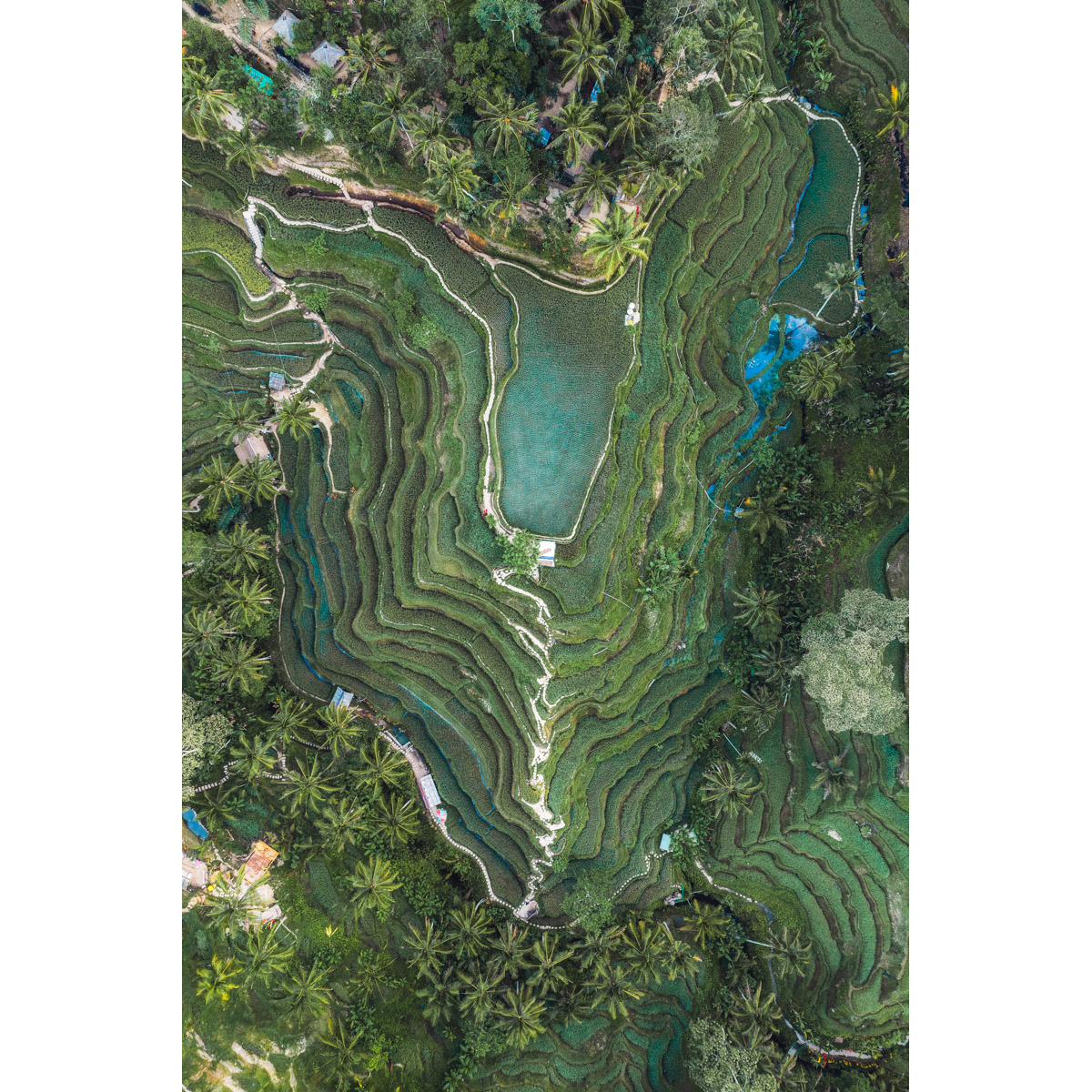 Tegalallang Rice Terraces with a drone by Michael Matti.jpg