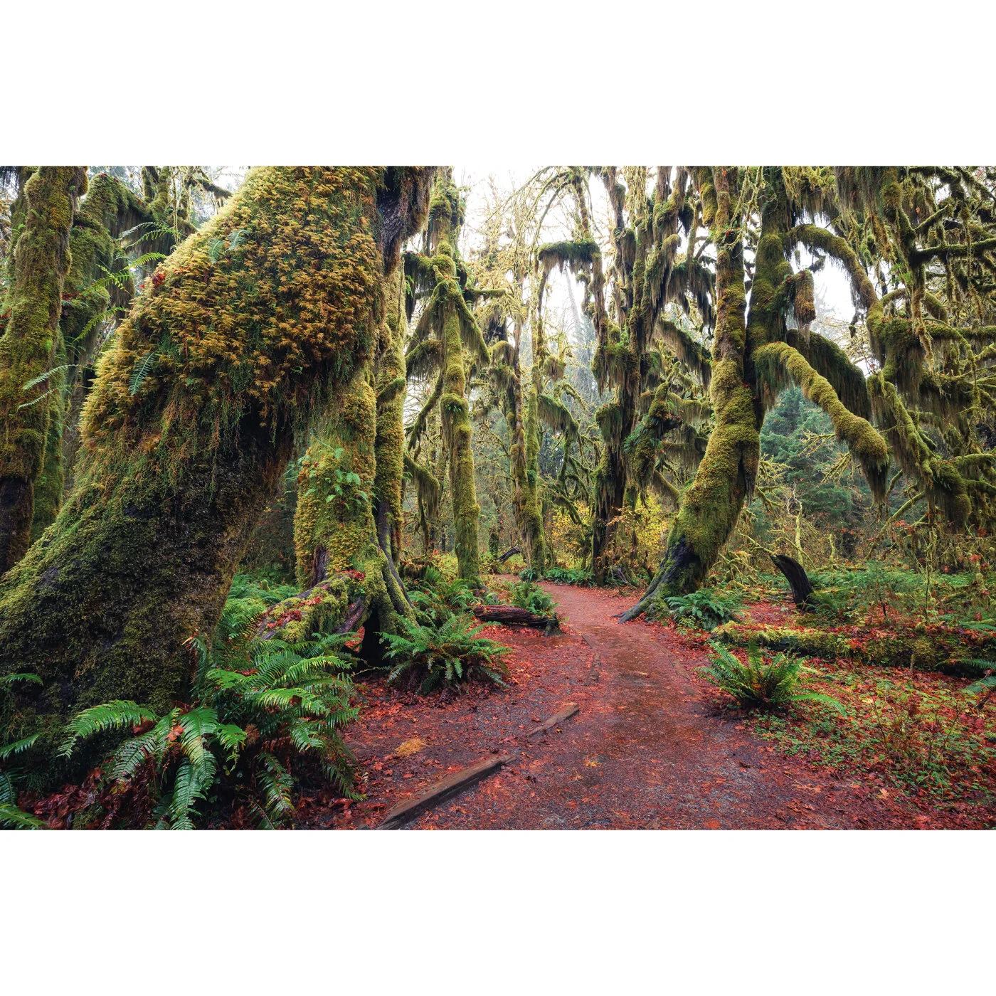 Fall-Colors-at-the-Hoh-Rainforest-on-the-Olympic-Peninsula-by-Michael-Matti.jpg