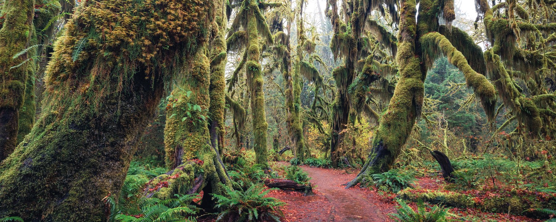 Fall Colors at the Hoh Rainforest on the Olympic Peninsula by Michael Matti.jpg