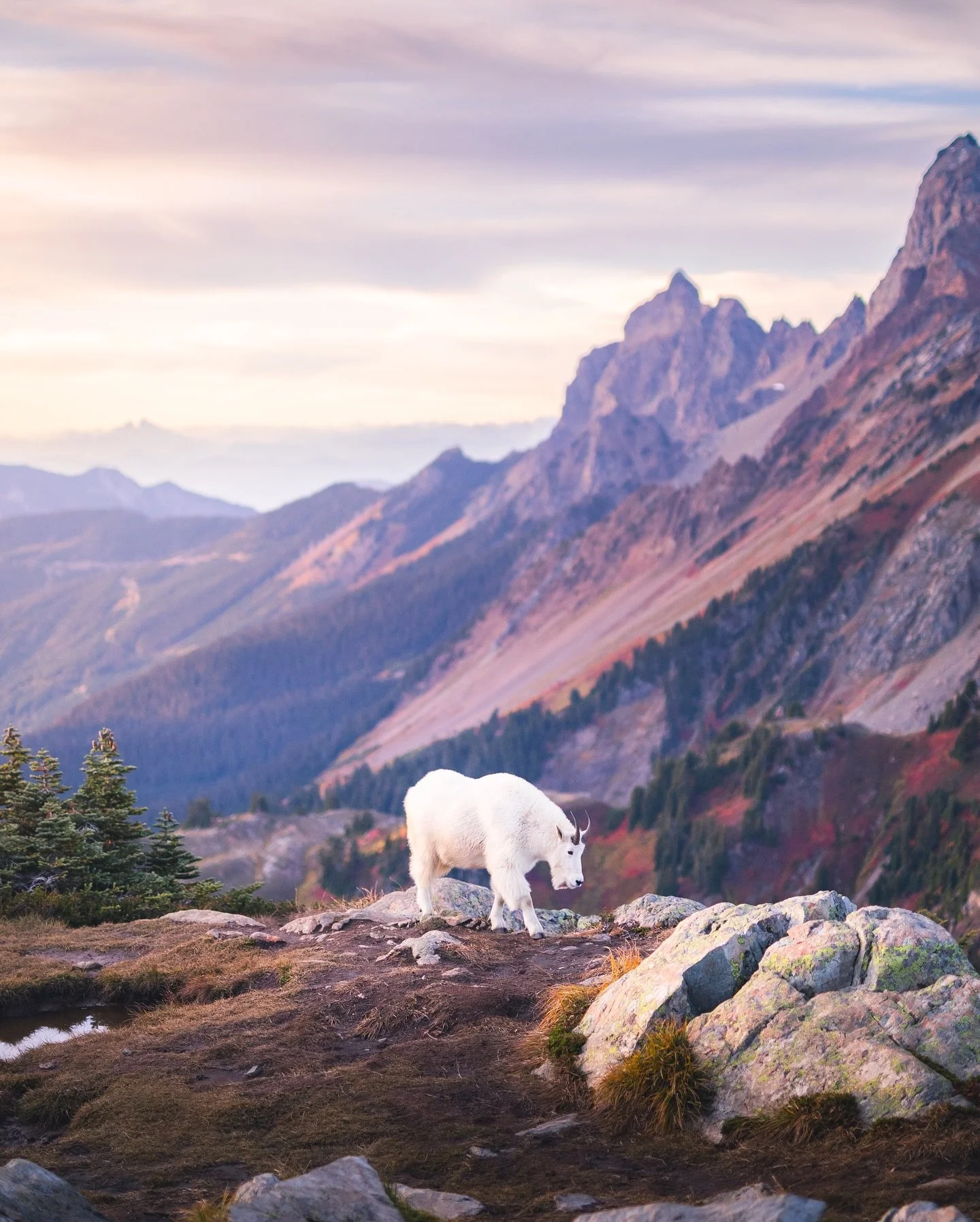 Came across this local up in the North Cascades. These guys are so impressive with the rugged terrain that they traverse up there! 🐐