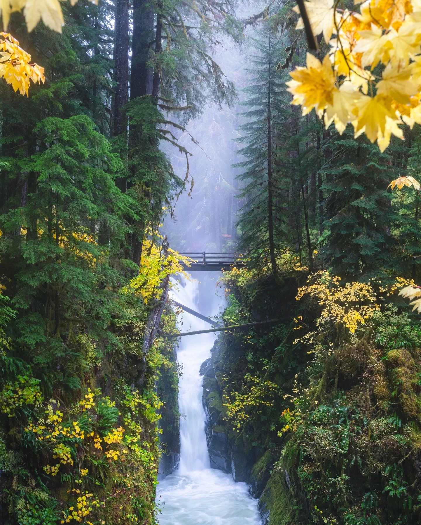 Something from the archives from one of my favorite places this time of year. The pops of yellow color you get in a sea of green is simply so beautiful 🌲🍂🌿