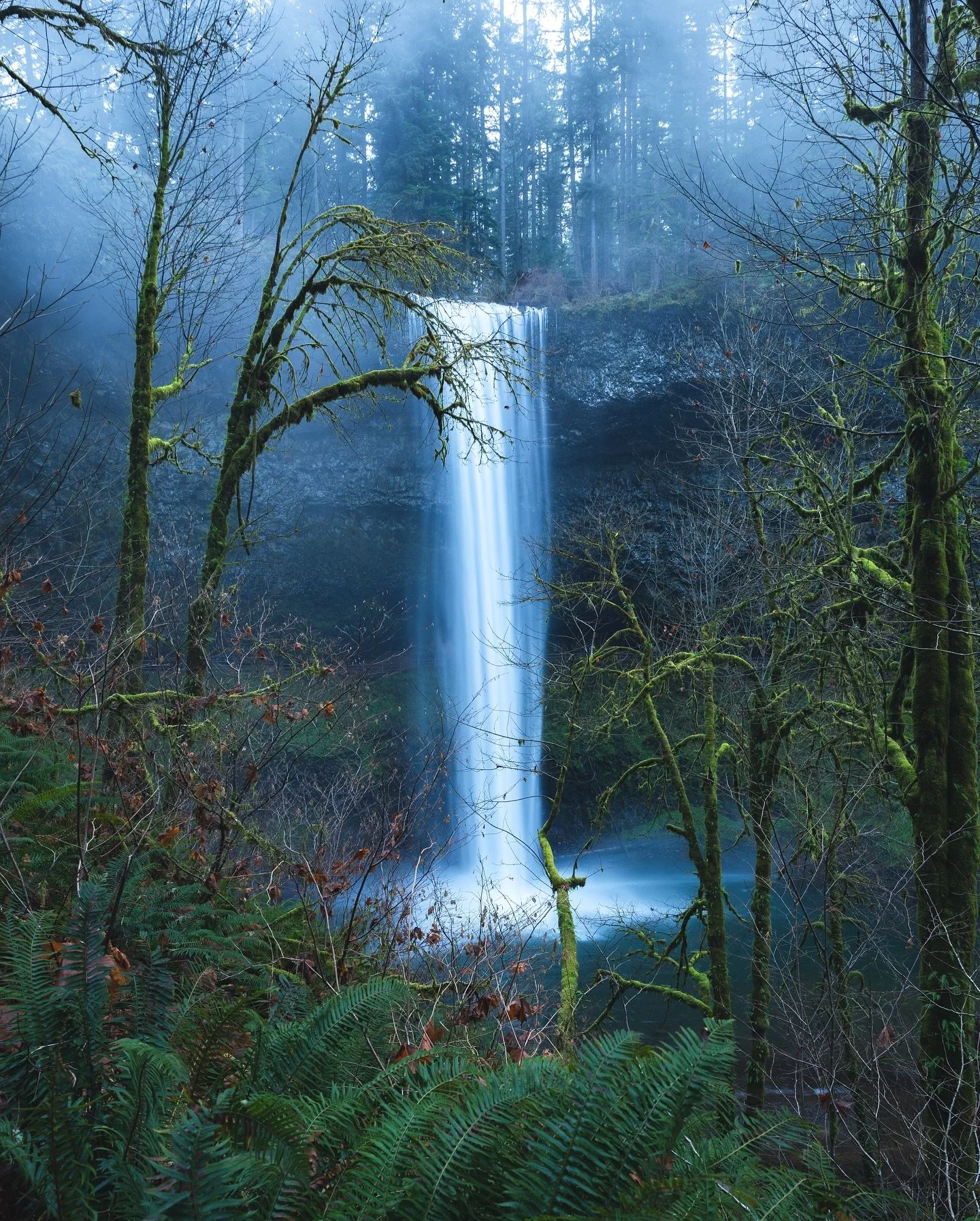 Silver Falls State Park in Oregon 😍 This is such a great spot to visit anytime of year but there is something particularly beautiful about the fog here on dark winter days 🌧️🌿