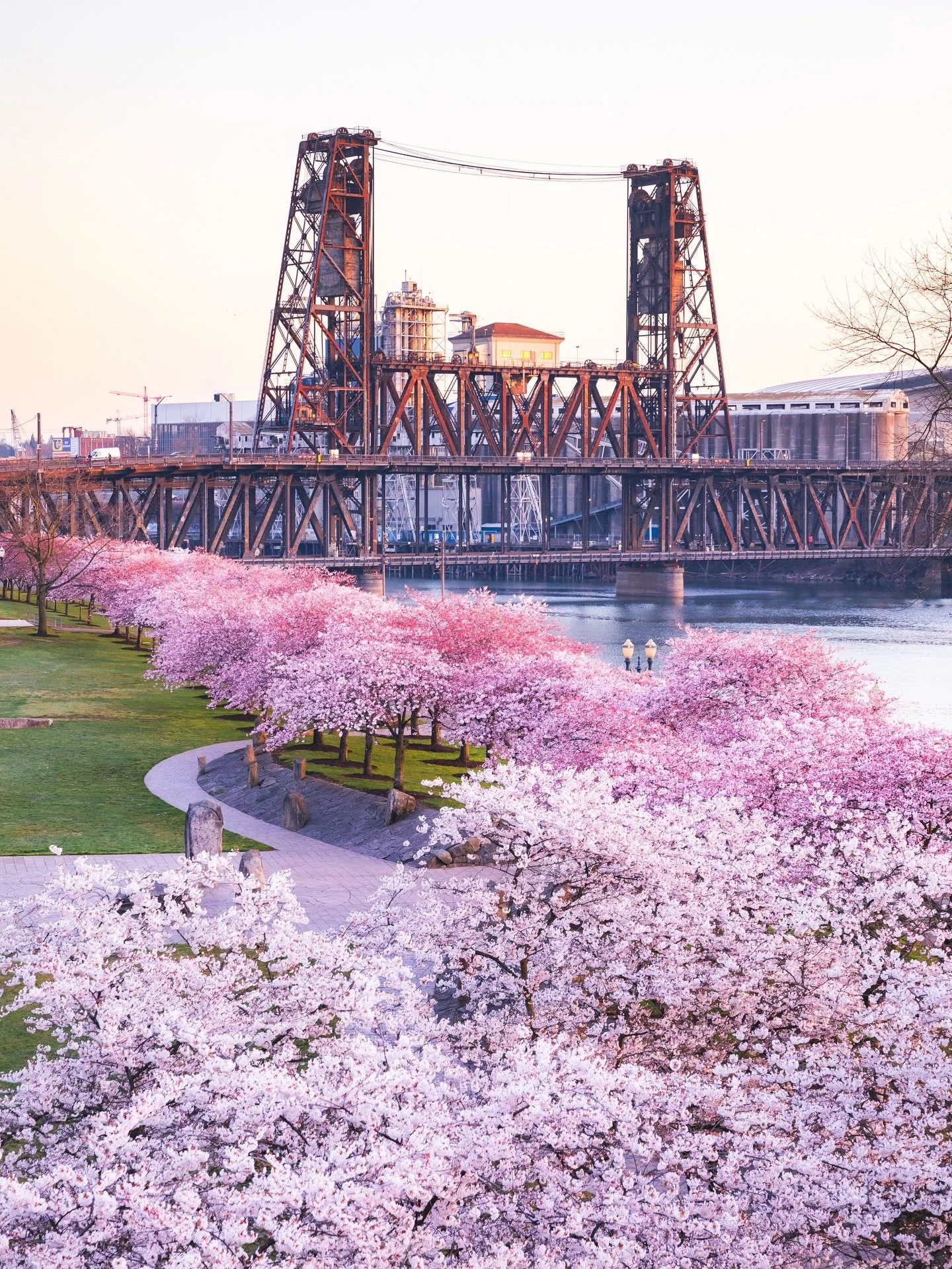 The cherry blossoms are such a unique aspect of the Portland waterfront 🌸☀️ 
Definitely worth checking out if you&rsquo;re in the Portland area right now!

#Portland #Oregon #cherryblossoms