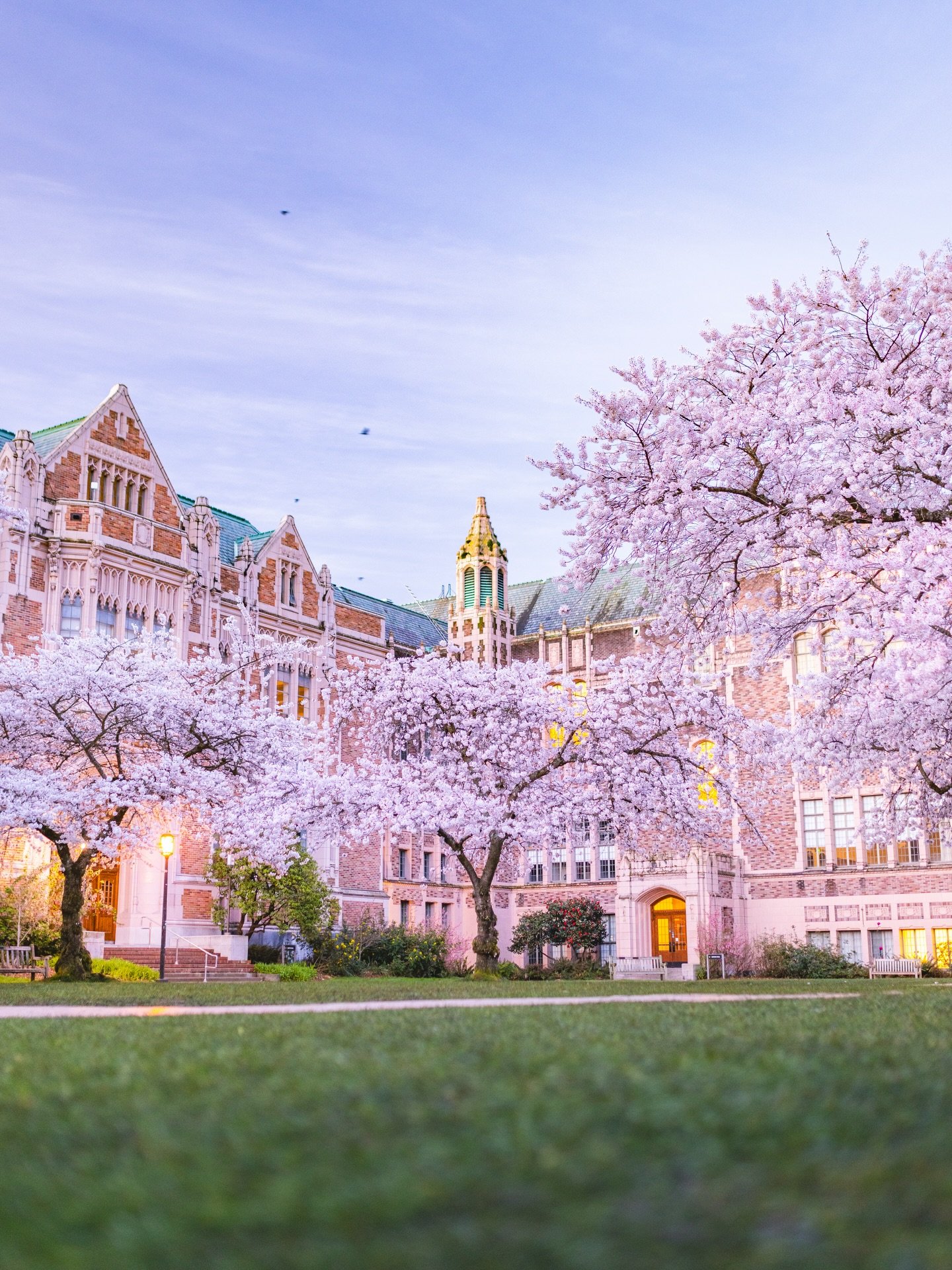 TODAY. March 23, 2026. At the University of Washington.
 Now is definitely the time to go see the UW cherry blossoms! 🌸🌸🌸

FYI, I didn&rsquo;t remove or photoshop out a single person from these images. With the right timing and compositions, photo