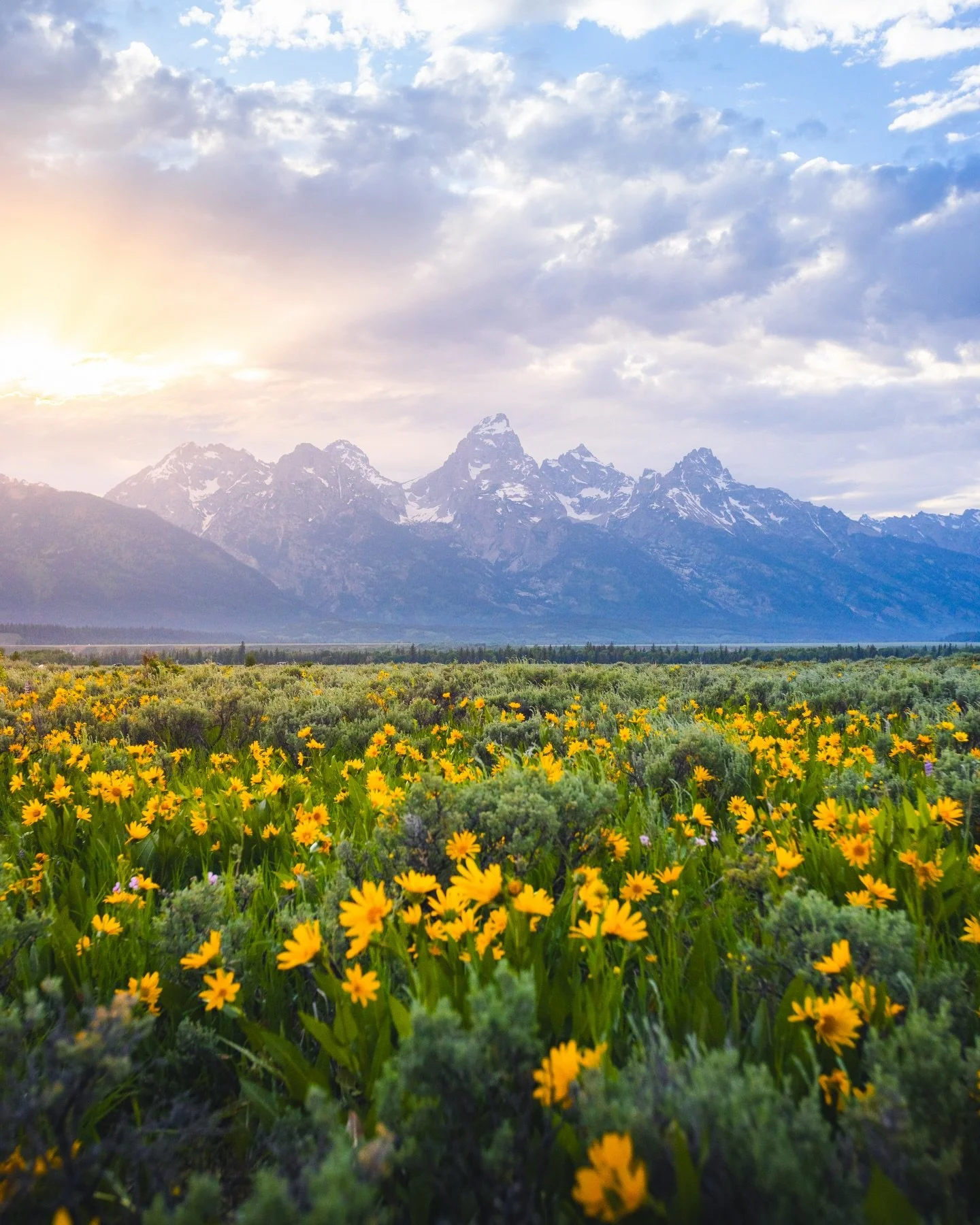 Late June at the Tetons 🏔️🌼 
Might need to go back again this year, the flowers there were just so beautiful. 

📍 Grand Teton National Park, Wyoming