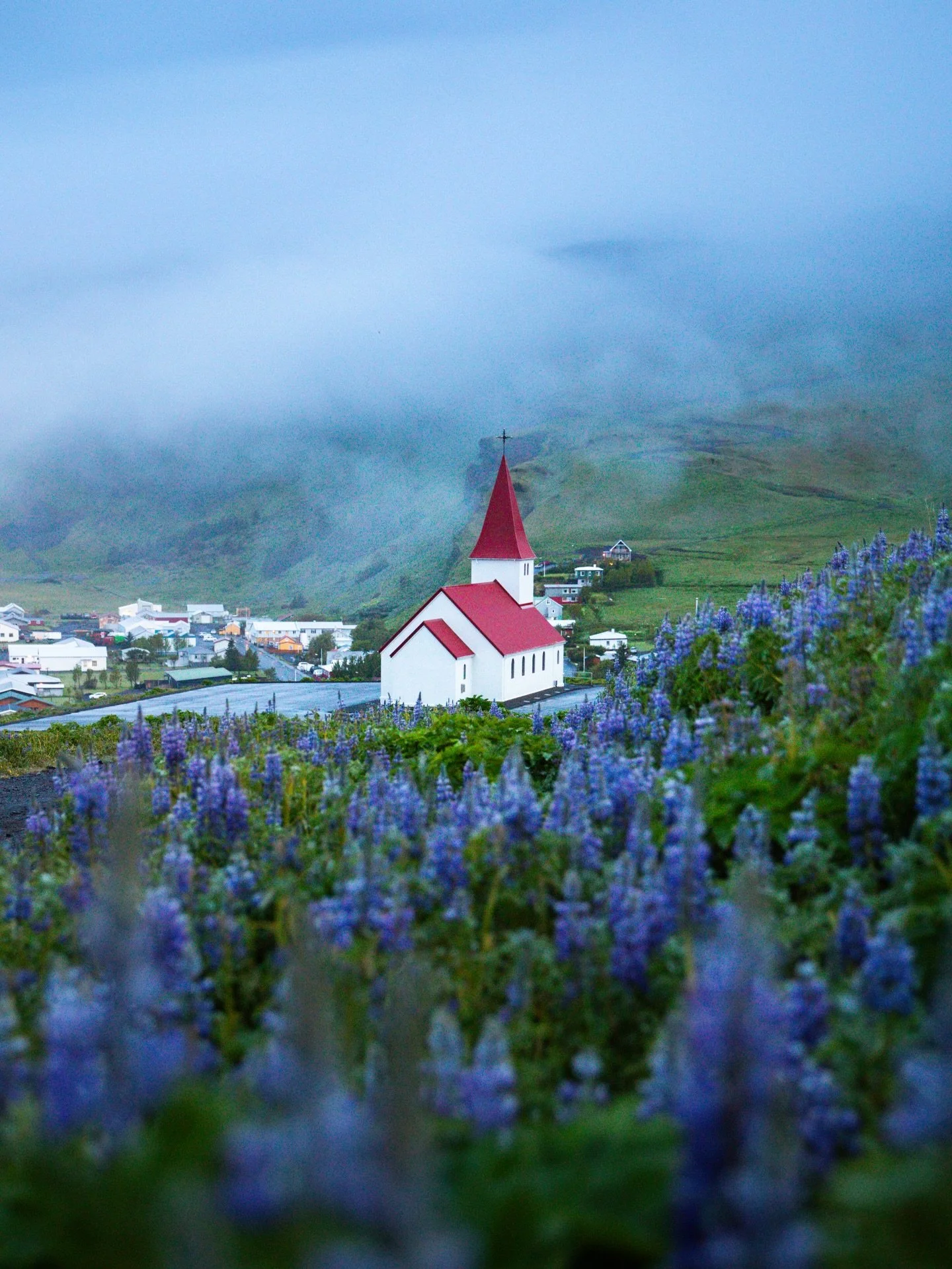 The lupines of Iceland 🪻🇮🇸 

These beautiful flowers are specifically Nootka lupine (Lupinus nootkatensis) and are actually an invasive plant that was introduced from Alaska in 1945 during a project to fight soil erosion and enrich barren soil. Ho