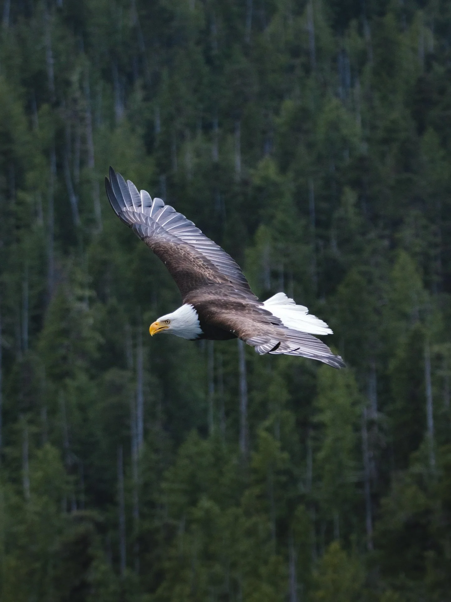 Watching eagles in flight will never not be a mesmerizing experience 🦅