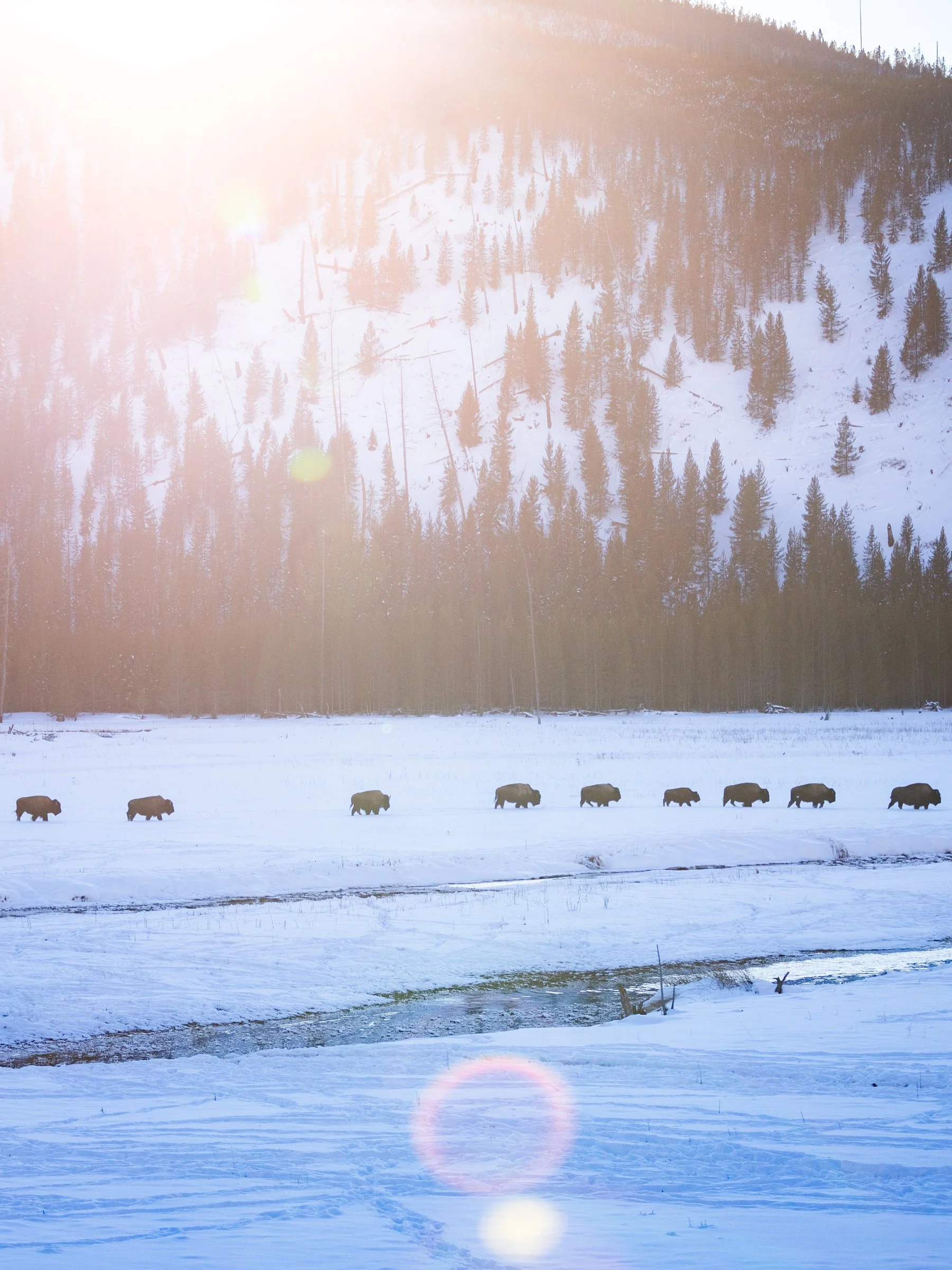 2026_01_22 Alaska Airlines in Montana by Michael Matti-783.jpg
