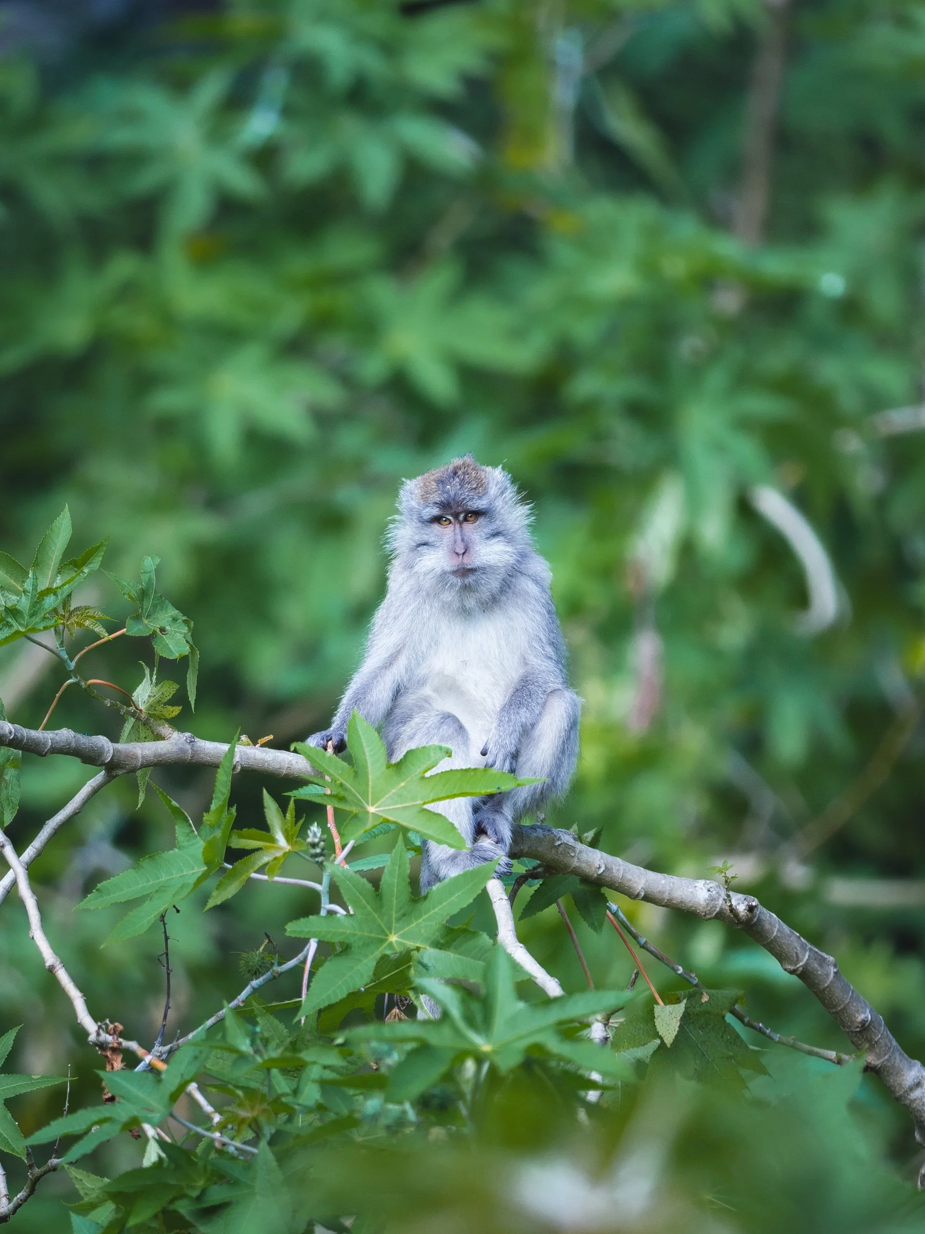2024_06_01-07 Indonesia by Michael Matti-563.jpg