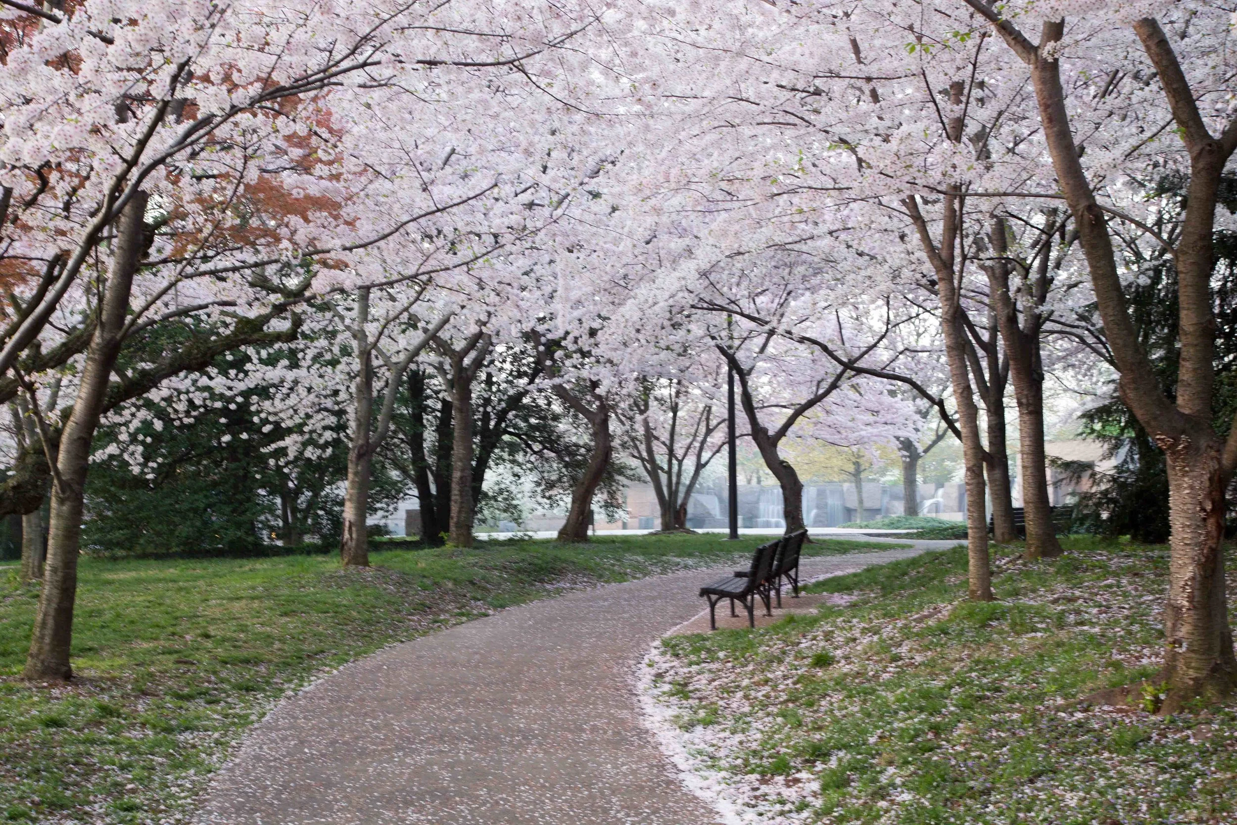 Cherry Blossom "Springtime"