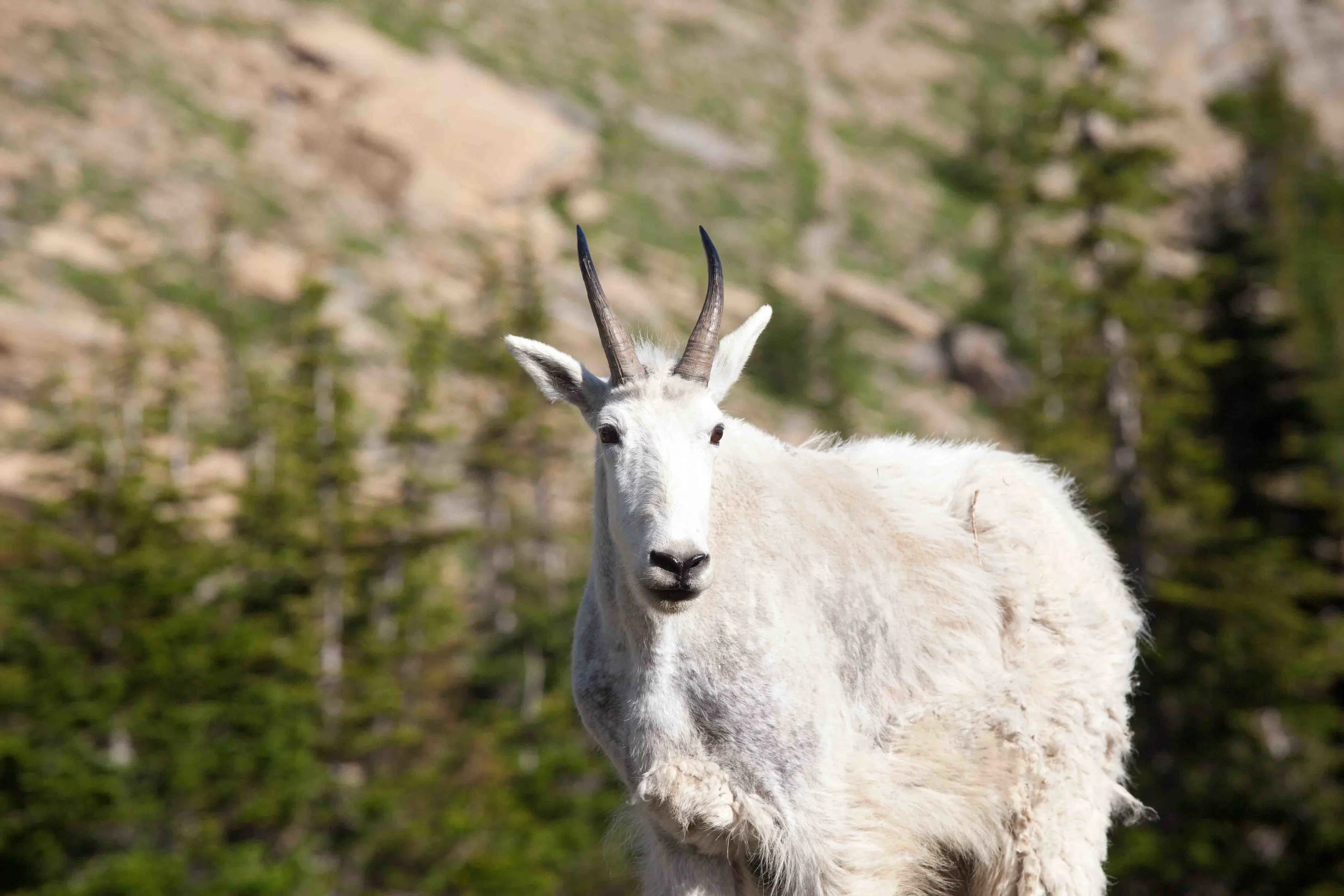 Mountain Goat, Glacier National Park