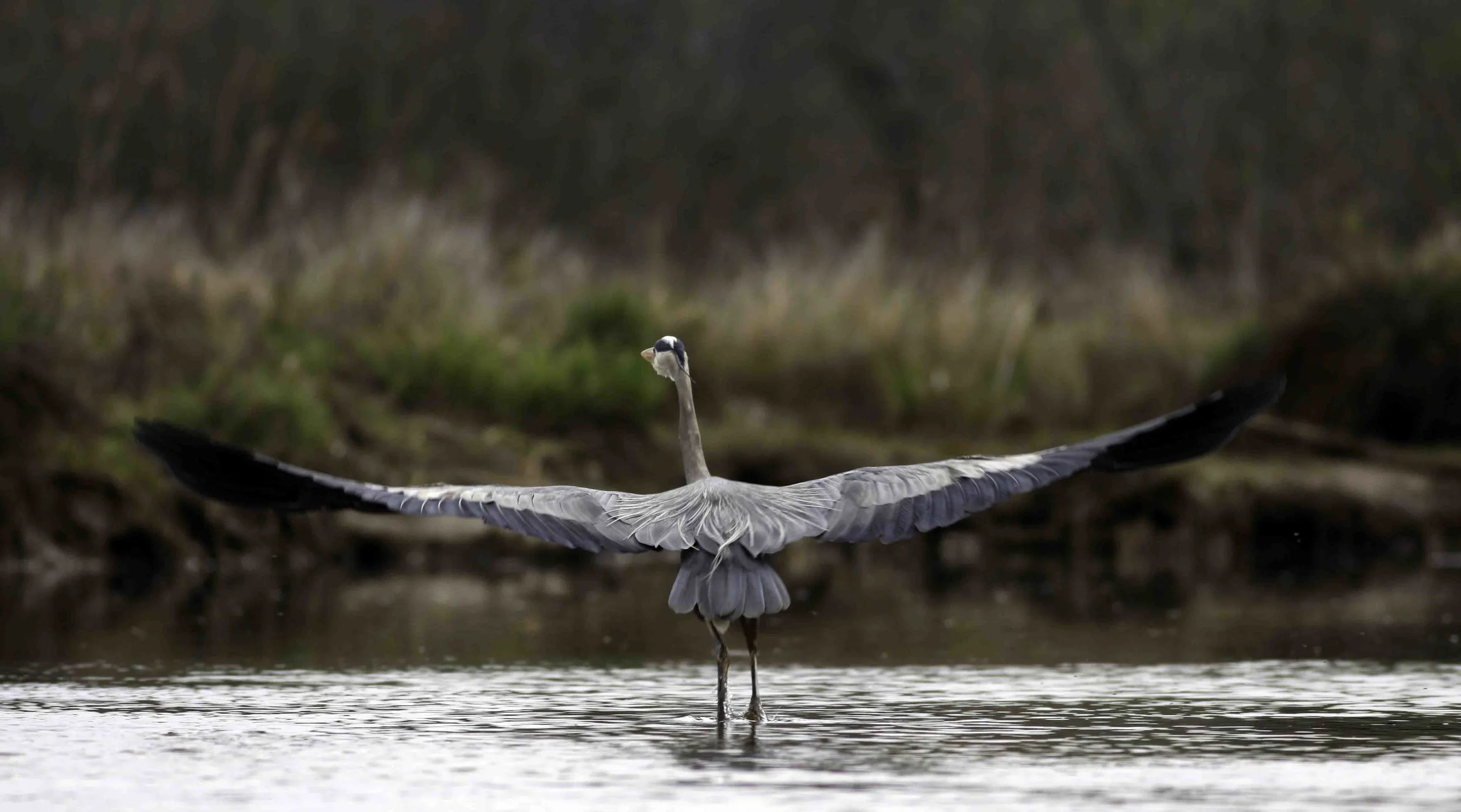 IMG_0585 Bird In flight -J1`.jpg