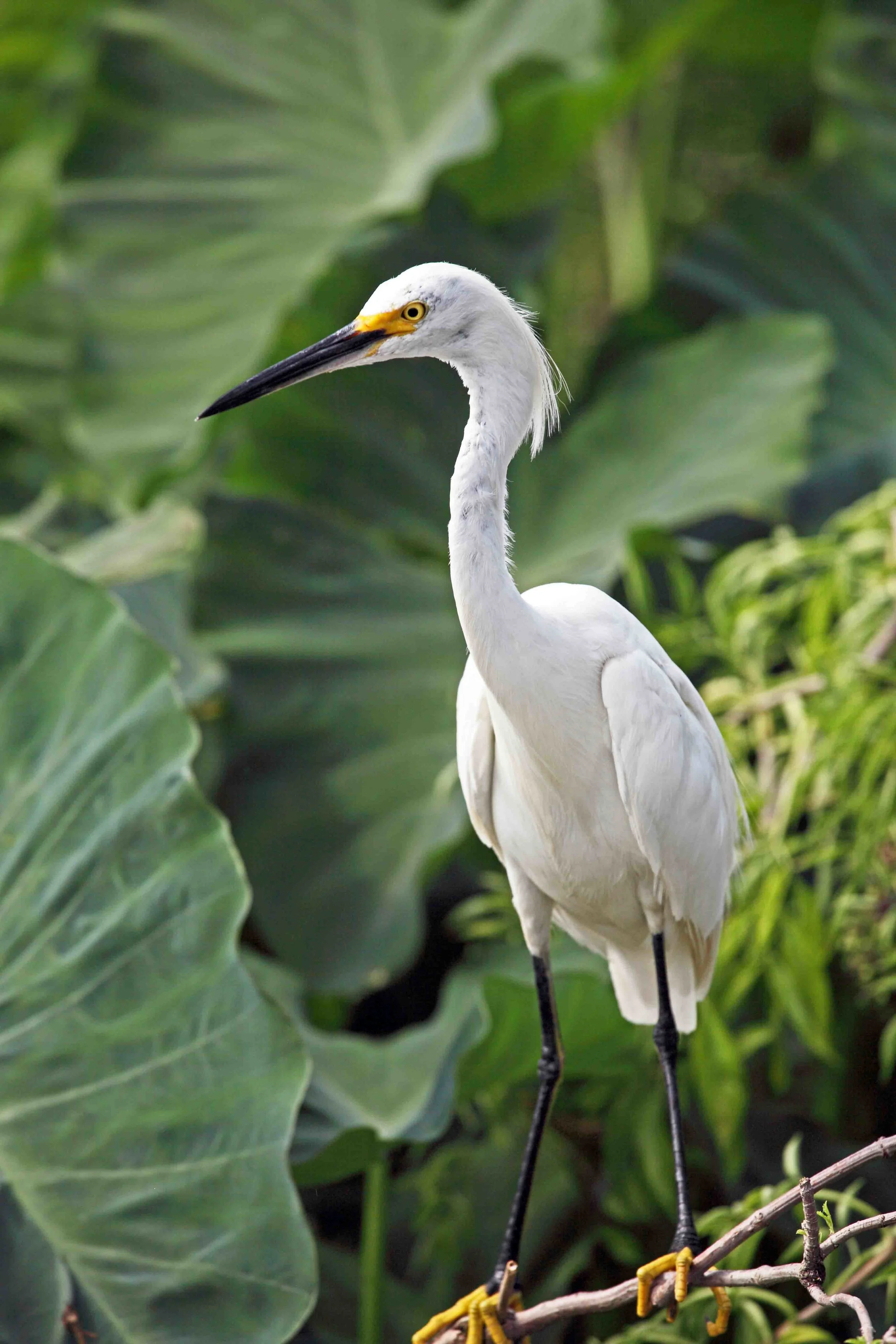 Florida BIrds