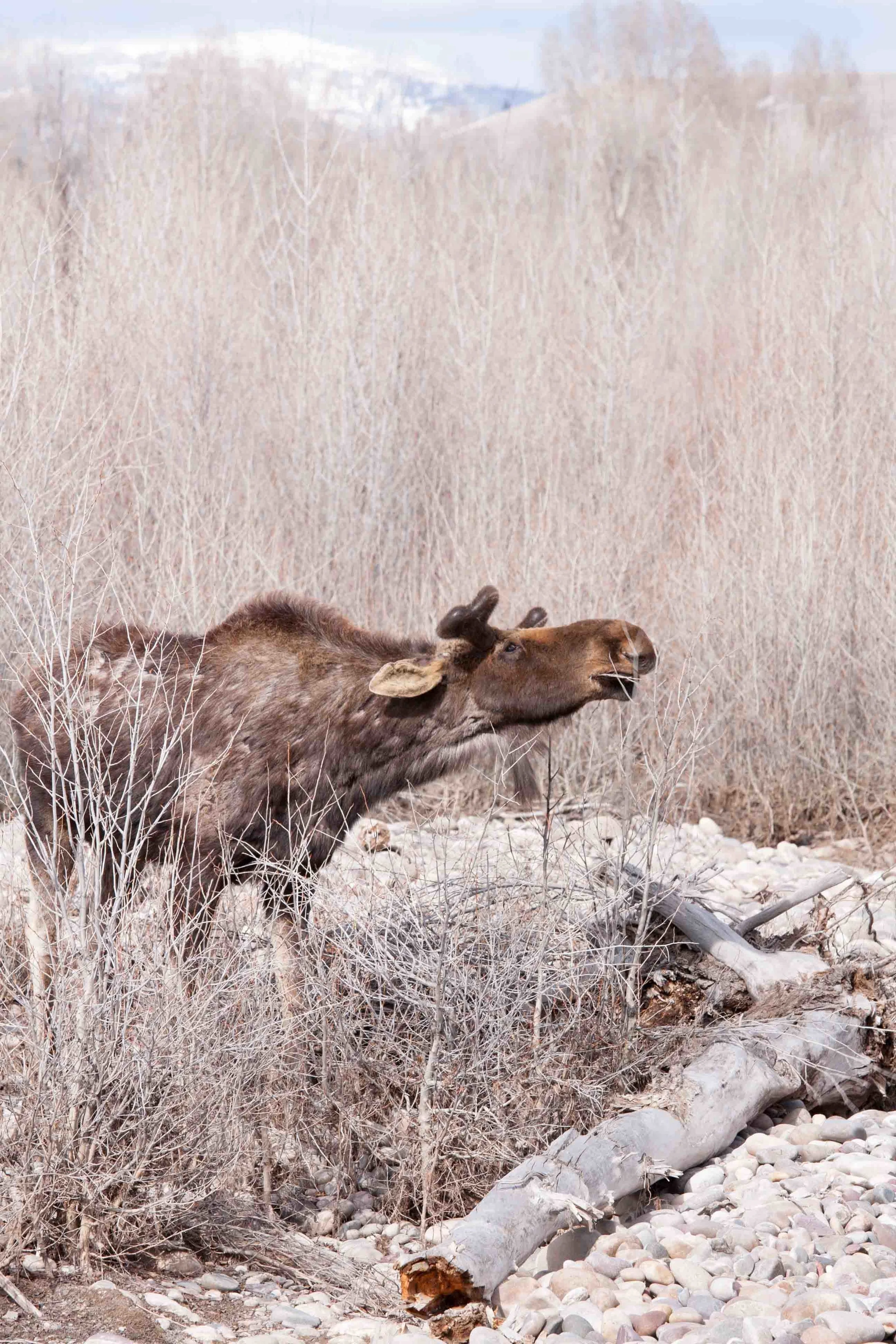 The Moose, Grand Tetons Mountains Wyoming