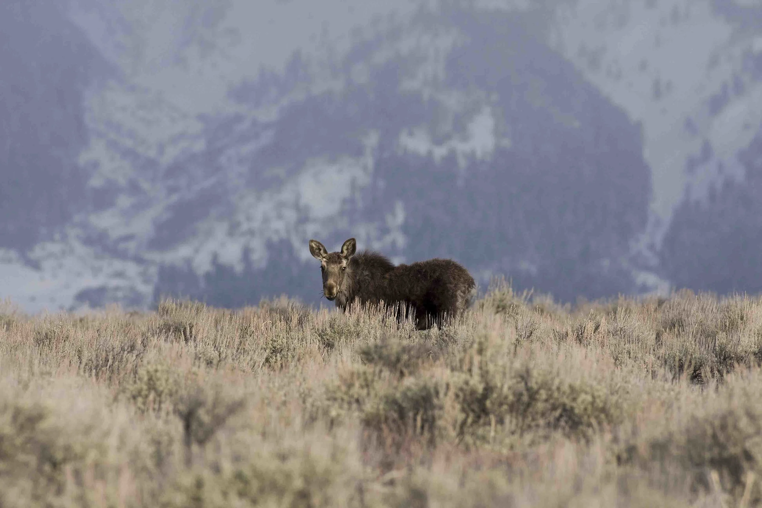 Moose