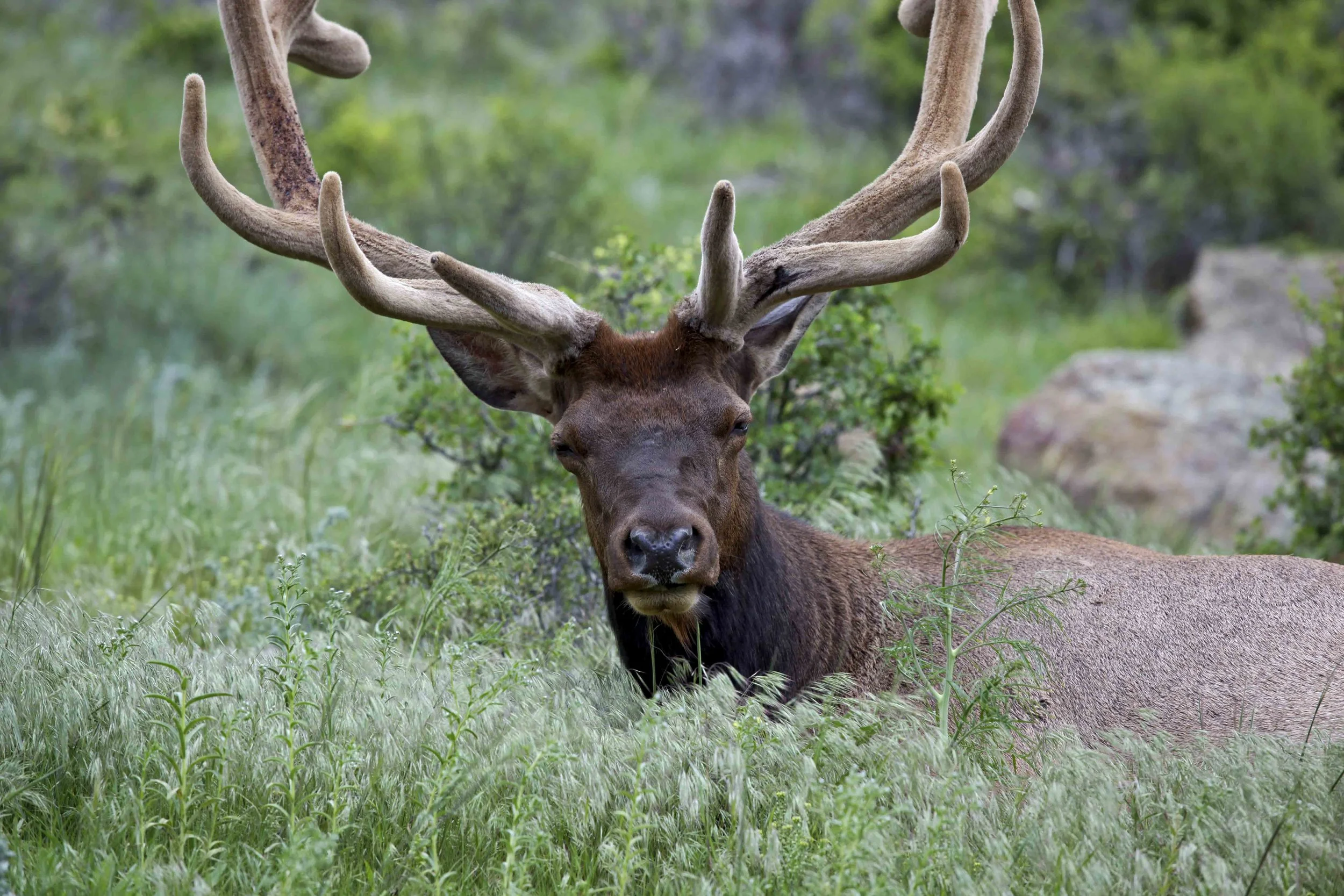Moose - Early Spring