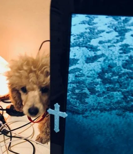 Puppy Aubrey: don't worry. Aubrey wasn’t about to chew the wires. He was On my desk only for the moment this picture was taken..