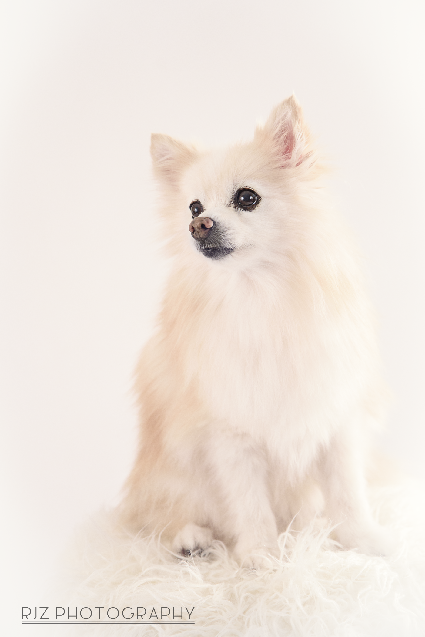 Lily1softfocussmall.png