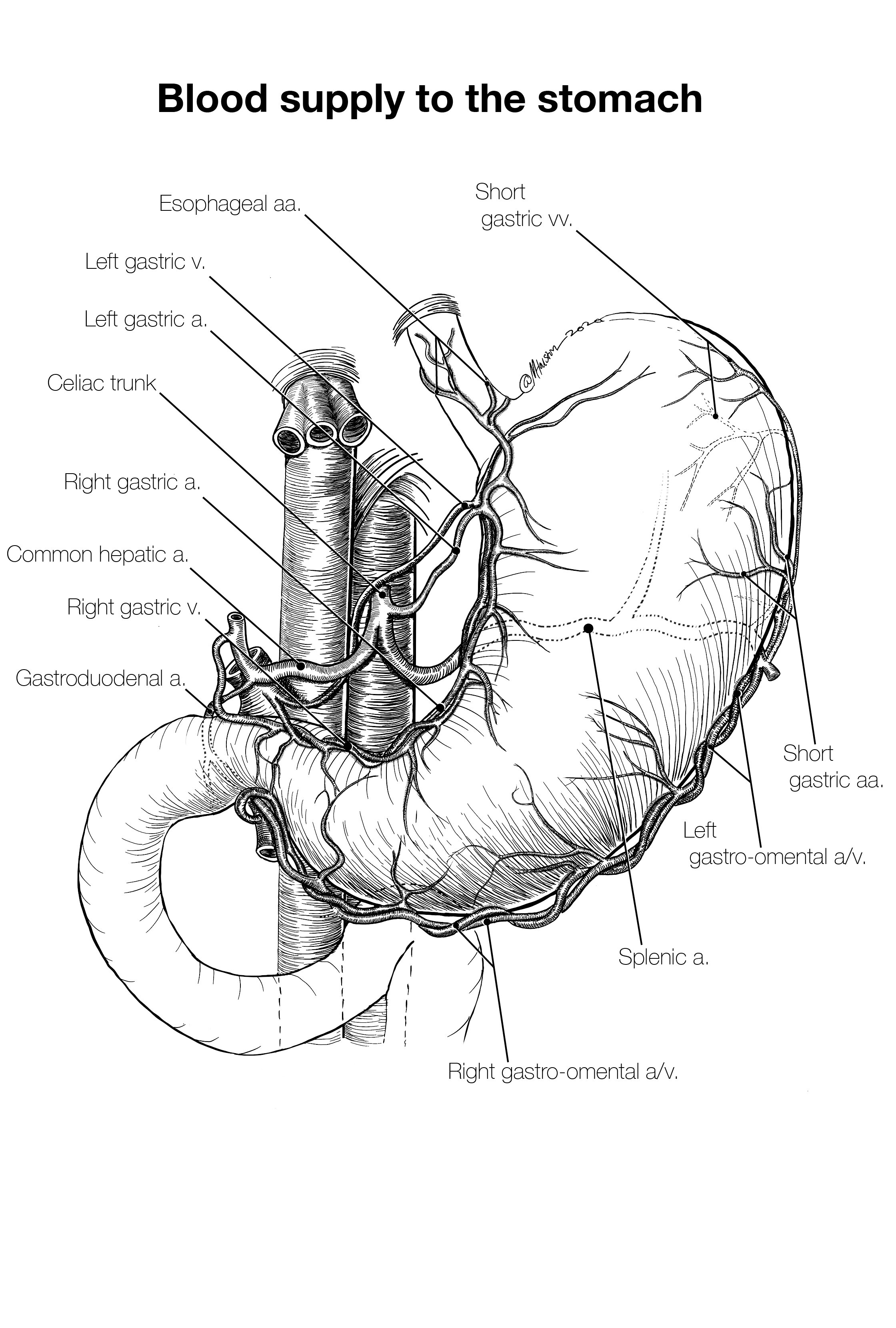 Blood supply to the stomach
