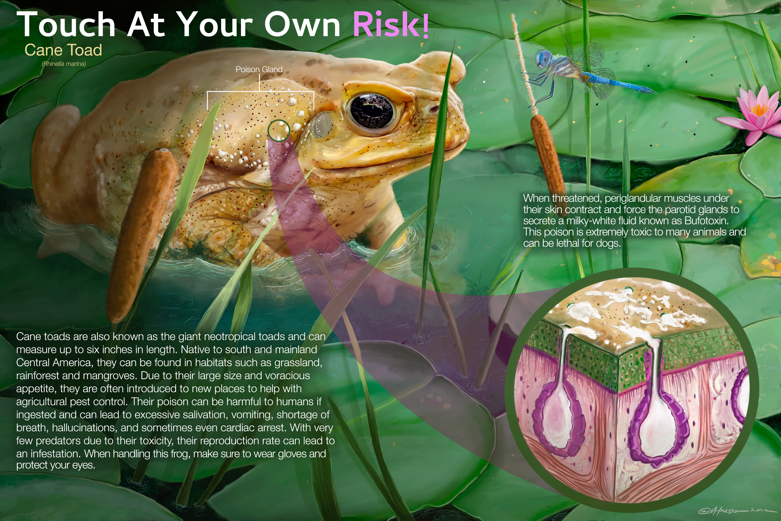 Cane Toad