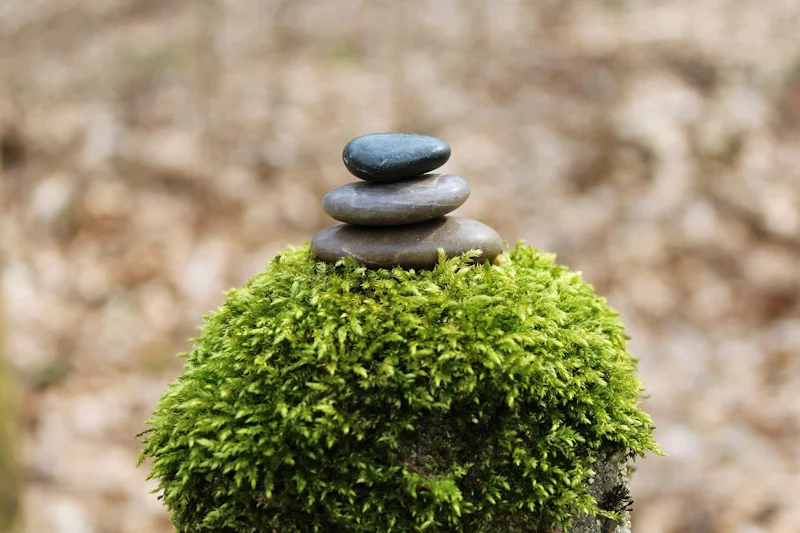RocksOnBush.jpg