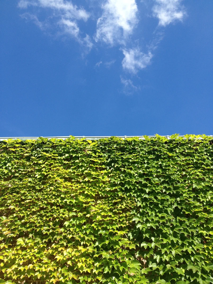 ivy over saarinen