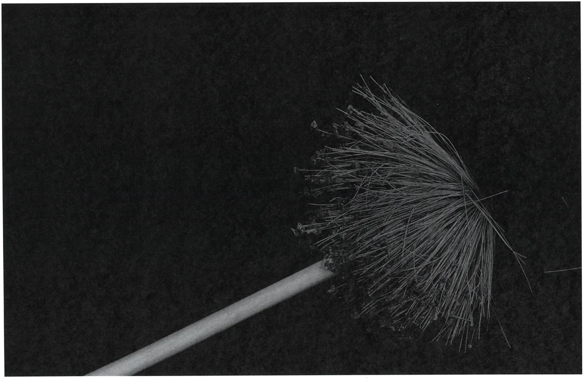 BedraggledAllium.web.jpg