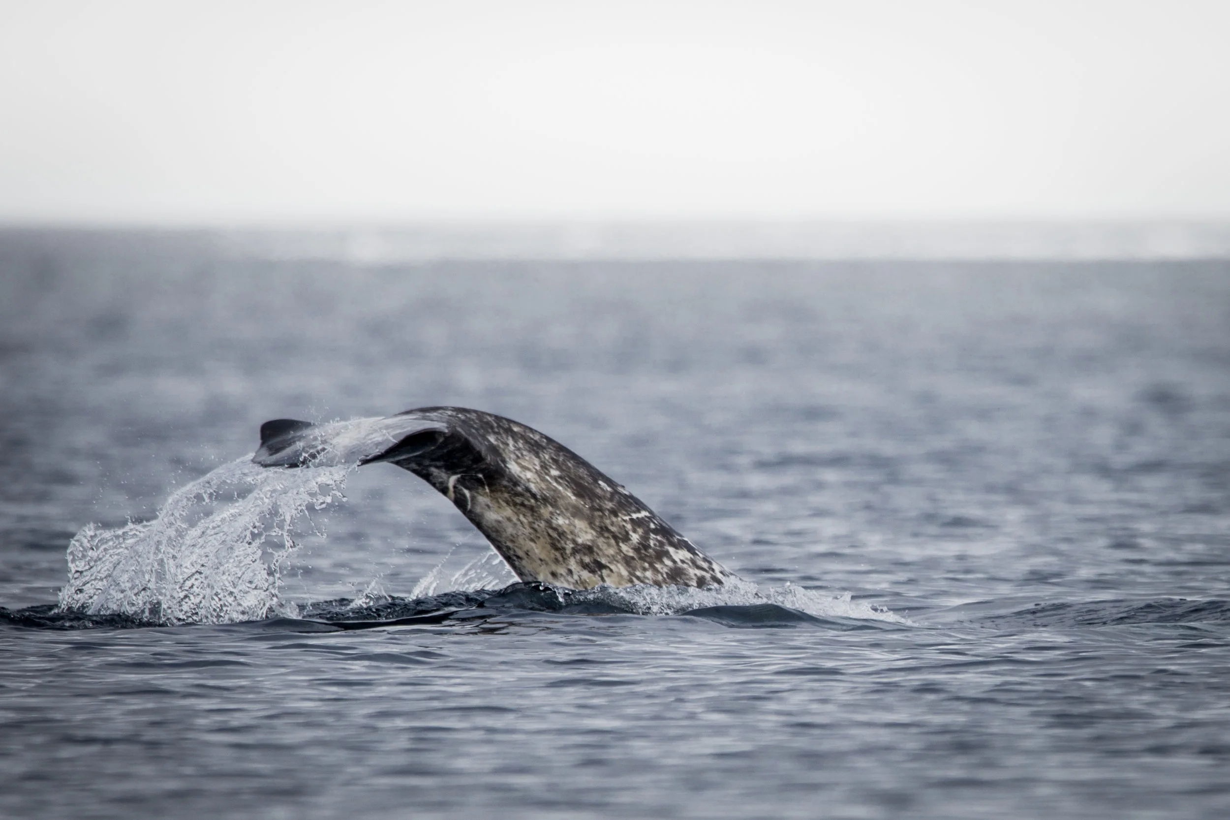 Narwhal Diving.jpg