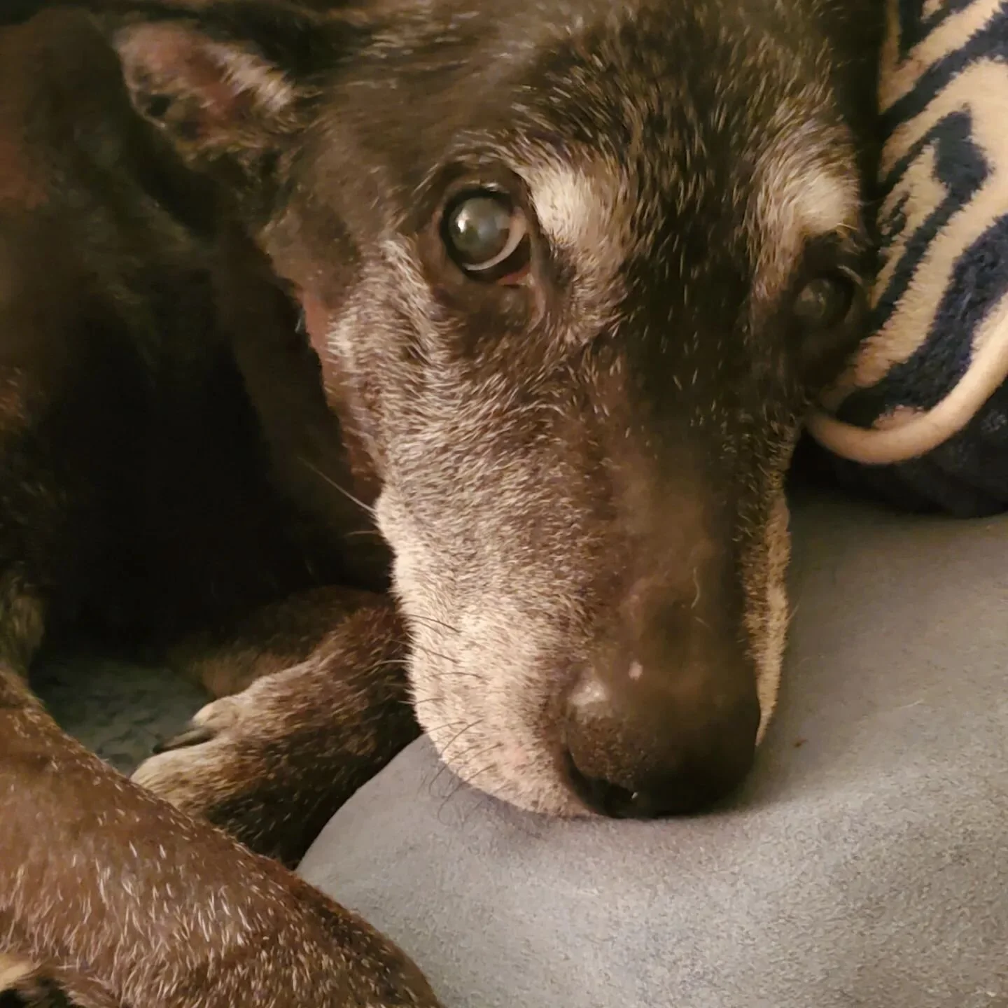 Yesterday was #nationaldogday ? Here's my sweet old girl 🖤