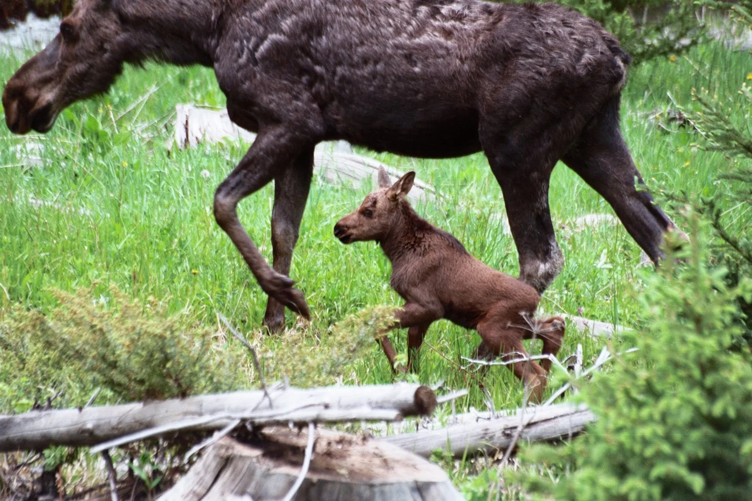 Moose Calf