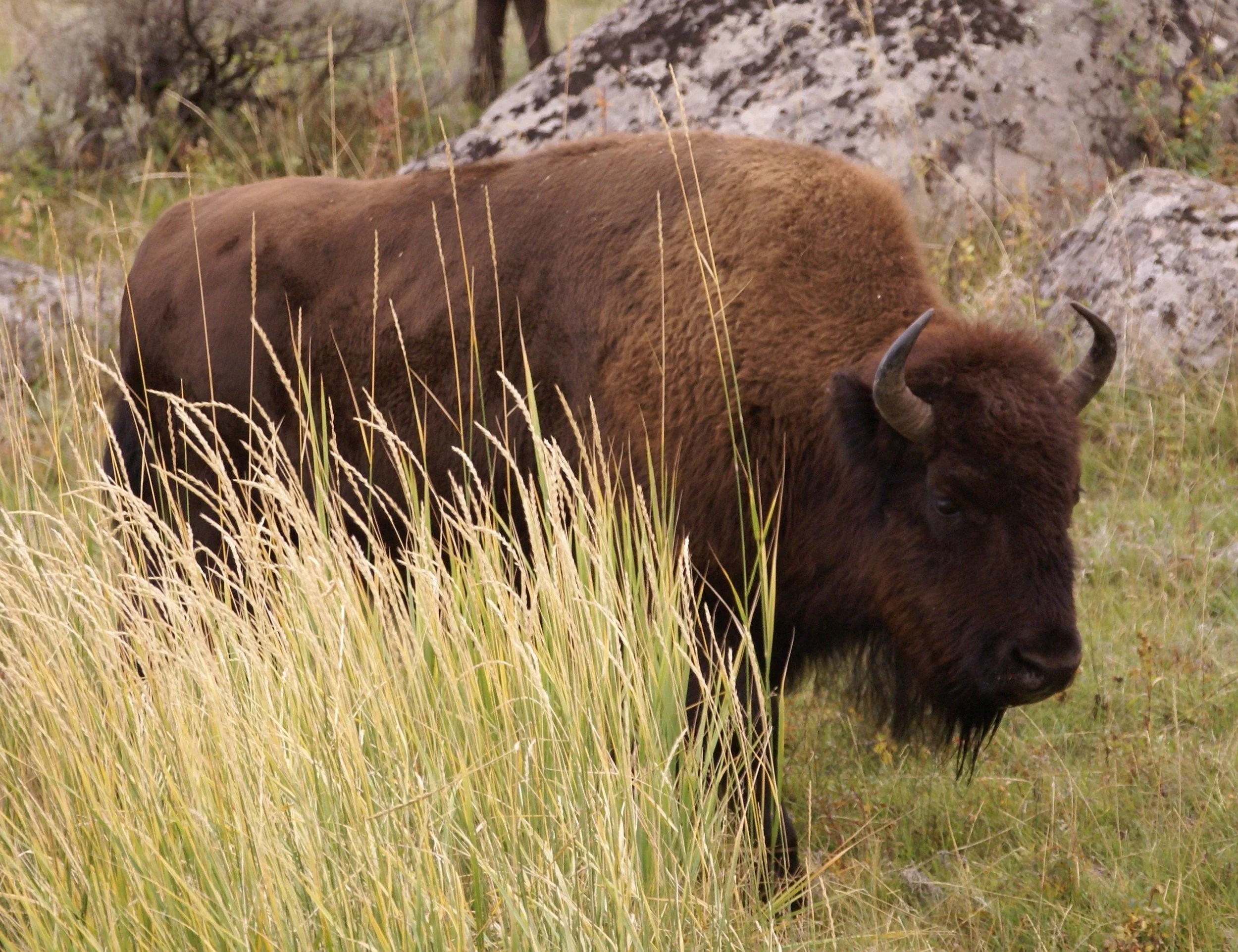 Bison
