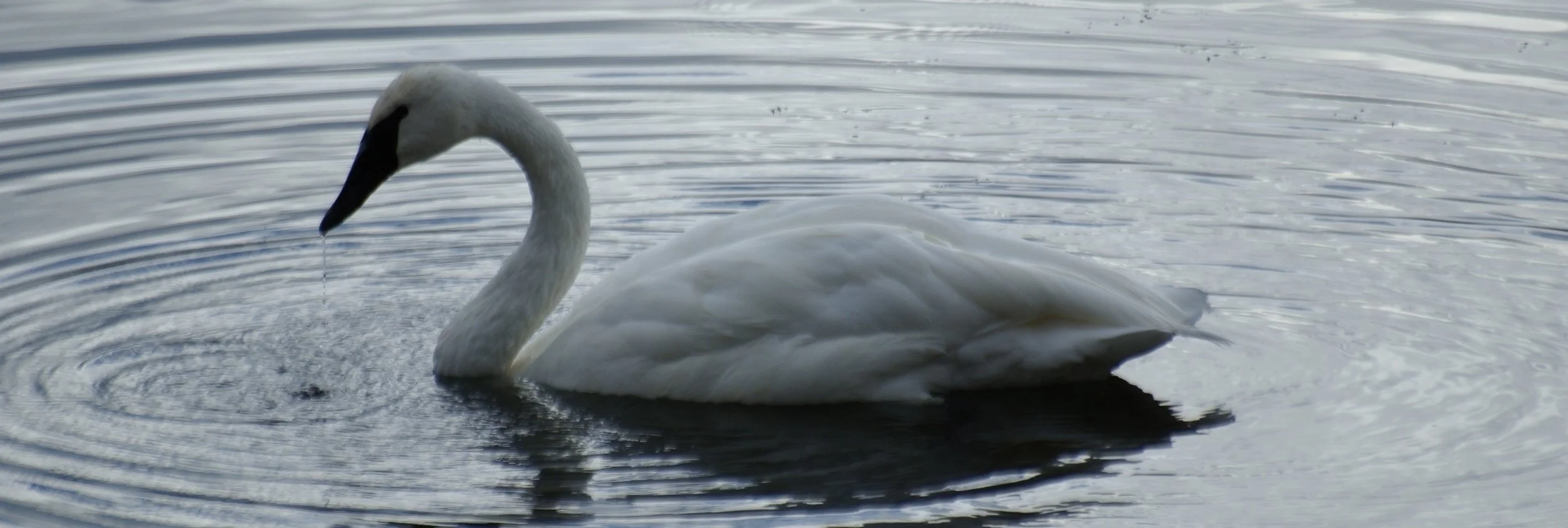 Trumpeter Swan