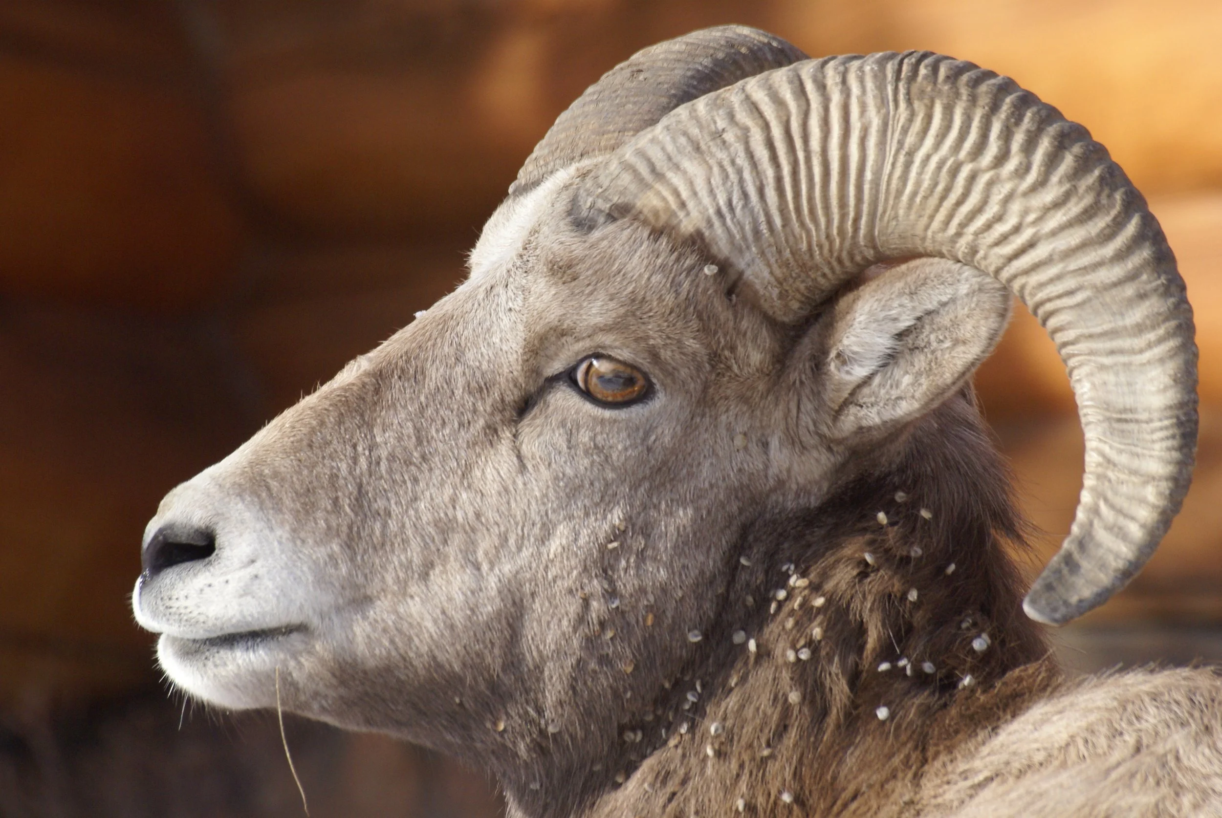 Big Horn Sheep