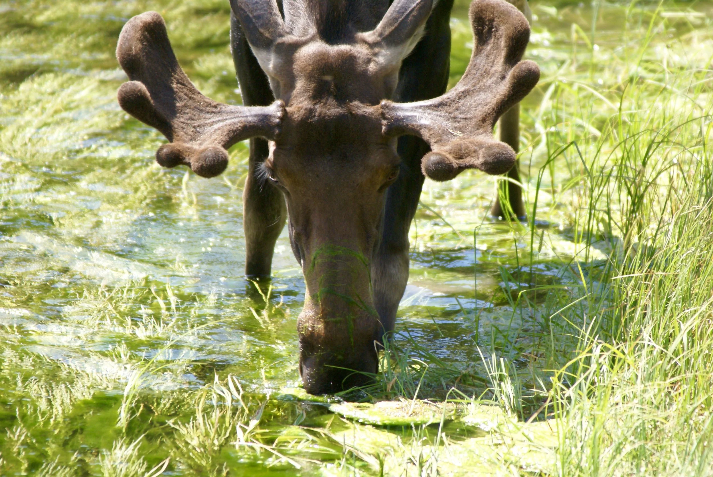 Moose