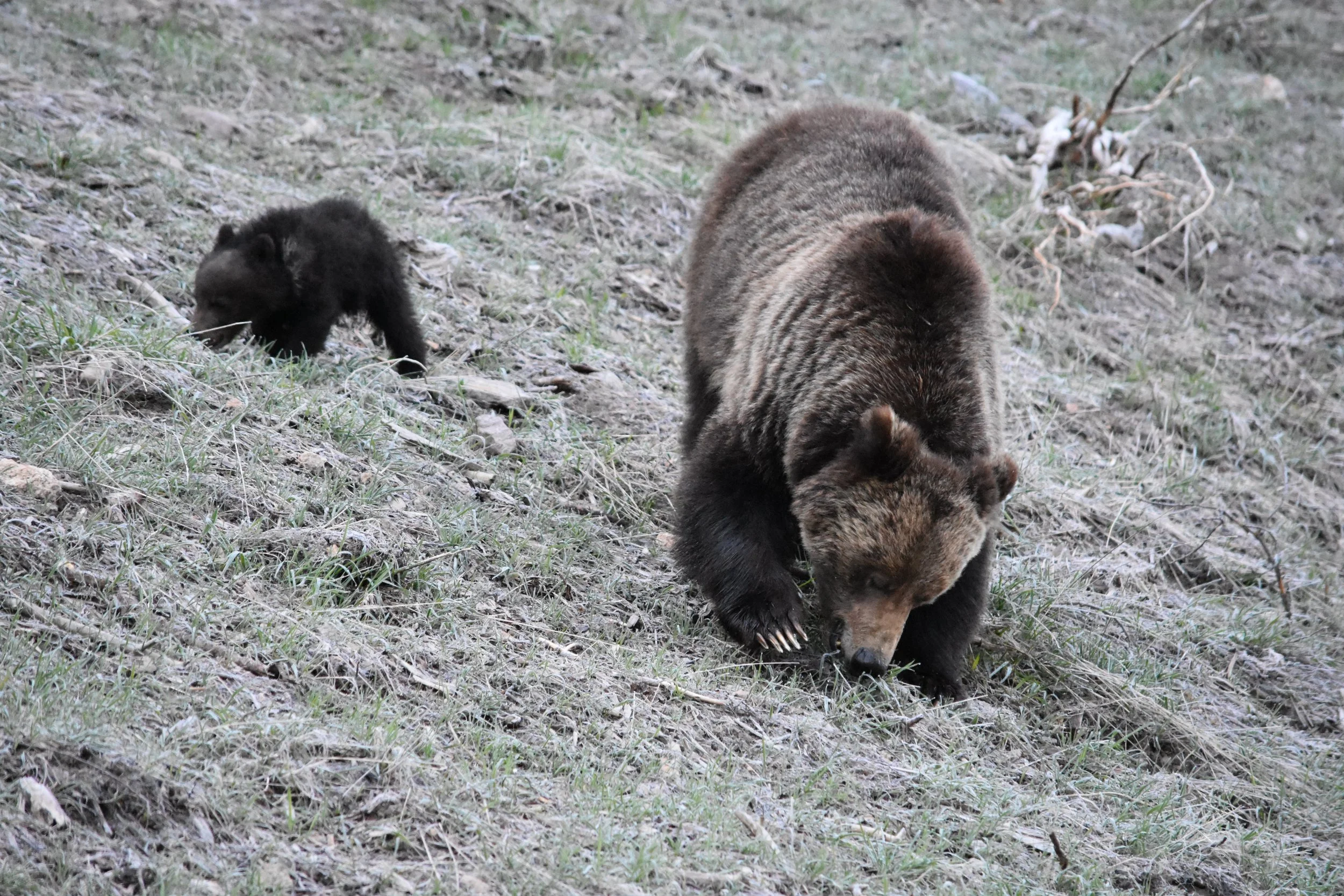 Grizzly and Cub